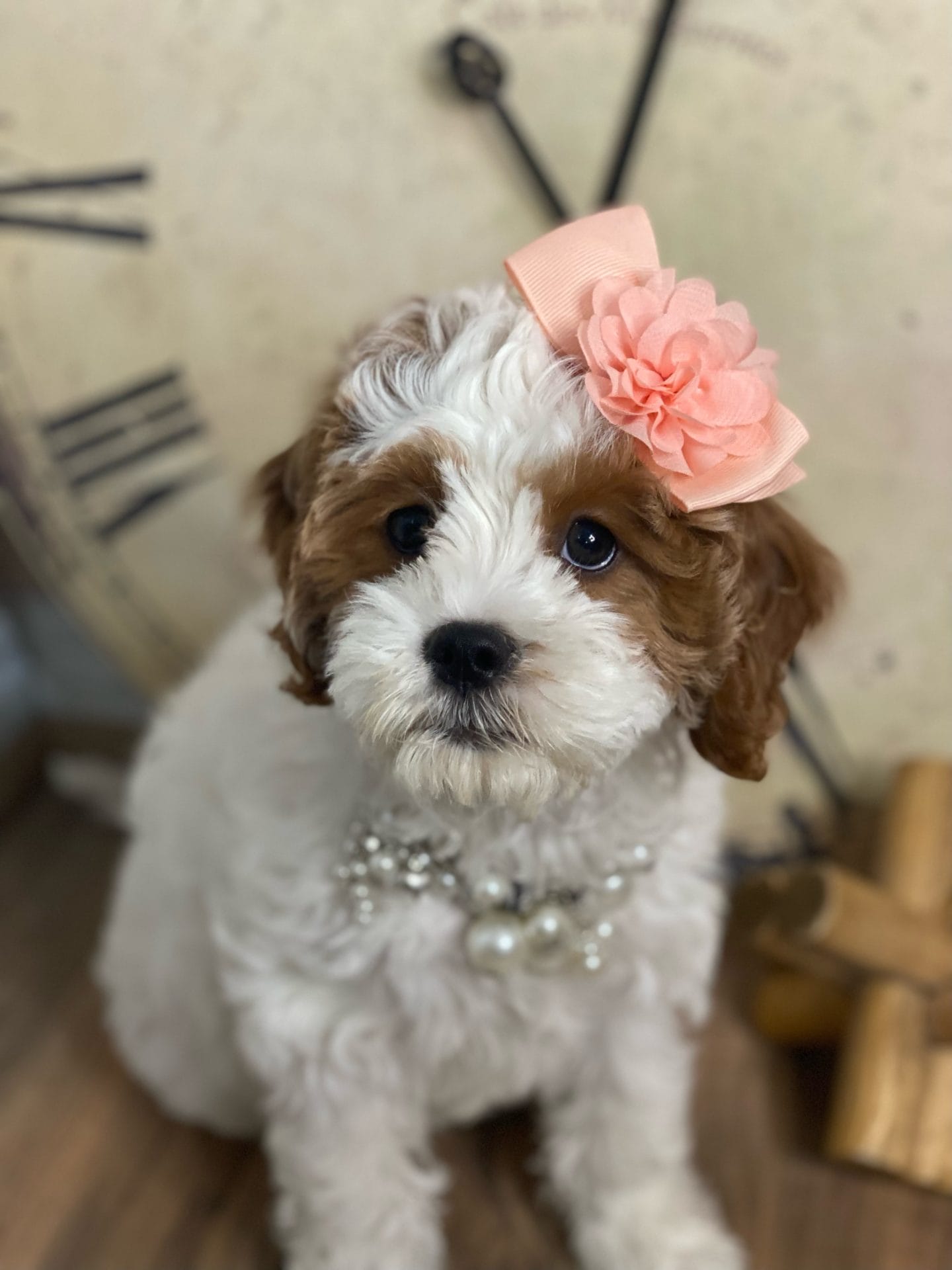 Channel - Teacup Cavapoo Girl - Cavapoo puppies for sale