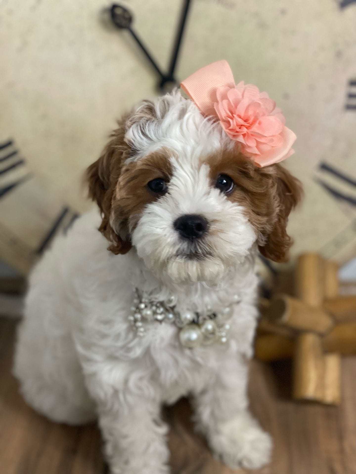 Channel - Teacup Cavapoo Girl - Cavapoo puppies for sale