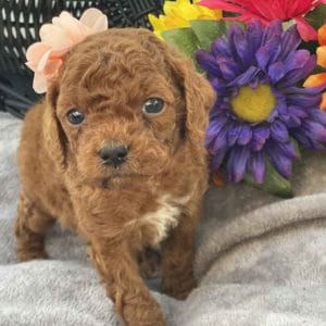 Micro GOLDENDOODLE PUPPIES, Micro Goldendoodle, Precious Doodle Dogs, Teacup Doodle Dogs, Goldendoodle, Doodle Dog, Golden Doodles, Goldendoodle for sale, Goldendoodle puppies for sale, Miniature goldendoodle, goldendoodle puppies, mini goldendoodle, mini puppies, mini goldendoodle size, Mini Doodle Dogs, f1 goldendoodle, golden retriever poodle, chocolate goldendoodle, small doodles, goldendoodle temperament, goldendoodle colors, goldendoodle price, white goldendoodle, f2 goldendoodle, mini goldendoodle price, mini goldendoodle full grown, f1 mini goldendoodle, f1b goldendoodle, parti goldendoodle, goldendoodles near me, english goldendoodle, australian goldendoodle, red goldendoodle, doodle breeds, brown goldendoodle, goldendoodle cost, adult mini goldendoodle, golden noodle dog, doodle dog breeds, miniature golden doodle, miniature puppies, golden retriever poodle mix, A Star is Born, A star is born goldendoodle, a star is born dog, Bradley Cooper's Dog, Bradley Cooper Dog, Bradley Cooper's Goldendoodle, arizona goldendoodles, goldendoodle training, goldendoodle size, how big do mini goldendoodles get, goldendoodle full grown, baby goldendoodle, goldendoodle houston, golden doodles for sale, adult goldendoodle, apricot goldendoodle, goldendoodle grooming, mini golden doodles, goldendoodle shedding, f2b goldendoodle, goldendoodle hypoallergenic, goldendoodle names, english cream goldendoodle, golden retriever and poodle mix, mini goldendoodle puppies, micro goldendoodle, mini goldendoodle puppies for sale, miniature goldendoodle for sale, goldendoodle puppies for adoption, teddy bear goldendoodle, mini goldendoodle rescue, medium goldendoodle, black goldendoodle, mini goldendoodle for sale near me, goldendoodle puppies for sale near me, mini doodle, doodle puppies, mini goldendoodle for sale, goldendoodle breeders near me, miniature goldendoodle for sale near me, toy goldendoodle, petite goldendoodle, golden doodle dog, miniature goldendoodle puppies, mini goldendoodle puppies for sale near me, goldendoodles for sale near me, mini goldedoodle breeders, goldendoodle adoption, f1b mini goldendoodle, small goldendoodle, teacup goldendoodle, goldendoodle puppies near me, goldendoodle breeders, how to groom a goldendoodle, great doodle puppies, golden doodle mix, goldendoodle tampa, goldendoodle facts, white doodle dog, white goldendoodle puppy, mini goldendoodle maryland, country mini doodles, goldendoodle los angeles, toy labradoodle puppies for sale, types of goldendoodles, mini golden retriever puppies, golden goldendoodle, mini golden retriever puppies for sale, miniature australian goldendoodle, goldendoodle sacramento, goldendoodle omaha, labradoodle goldendoodle, f1 medium goldendoodle, BEST goldendoodles, pictures of mini goldendoodles, teacup goldendoodle full grown, micro mini goldendoodle full grown, toy goldendoodle price, goldendoodle chicago, retriever doodle, teacup goldendoodle puppies for sale, cute goldendoodle, mini teddy bear puppies, miniature goldendoodle full grown, f2 mini goldendoodle, goldendoodle spokane, mini goldendoodle chicago, micro mini goldendoodle, how nbig do miniature goldendoodles get, brown mini goldendoodle, mini doodle breeds, poodle doodle dog, what is a mini goldendoodle, black mini goldendoodle, mini irish doodle puppies for sale, f1b goldendoodle size, toy golden doodles, chocolate brown goldendoodle puppies for sale, petite goldendoodle full grown, goldendoodle behavior, american goldendoodle, f1b medium goldendoodle, goldendoodle puppy cost, cute goldendoodle puppies, goldendoodle indianapolis, teddy goldendoodle, mini goldendoodle weight, teddy bear golden doodles, f1b goldendoodle puppies for sale, miniature goldendoodle size, chocolate goldendoodle puppy, english cream mini goldendoodle, doodle puppies near me, red miniature goldendoodle, cream goldendoodle, goldendoodle puppy cut, mini goldendoodle hypoallergenic, dog breed goldendoodle, goldendoodle poodle mixes, goldendoodle allergies, goldendoodle info, sandy ridge goldendoodles, lakeshore goldendoodles, toy goldendoodle puppies for sale, labradoodle and goldendoodle, goldendoodle las vegas, goldendoodle phoenix, doodle breeders near me, miniature goldendoodle weight, black and white goldendoodle, sarasota goldendoodles, mini goldendoodle dallas, a goldendoodle, what is a goldendoodle, goldendoodle dallas, mini golden doodles for sale, ginger doodle puppy, how much does a mini goldendoodle cost, goldendoodle san antonio, goldendoodle photos, goldendoodle cuts, chocolate mini goldendoodle, all about goldendoodles, goldendoodle cincinnati, black doodle dog, goldendoodle weight, miniature goldendoodle breeders, goldendoodle information, miniature goldendoodle puppies for sale, doodle puppies for sale near me, black labradoodle puppies for sale, goldendoodle seattle, golden doodles near me, teacup goldendoodle for sale, golden retriever poodle puppy, goldendoodle rochester ny, goldendoodle and poodle mix, akc goldendoodle, goldendoodle kansas city, mini goldendoodle facts, goldendoodle austin, goldendoodle doodle, goldendoodle tulsa, curly goldendoodle, brown goldendoodle puppies, f1b labradoodle puppies for sale, red mini goldendoodle, goldendoodle poodle, chocolate goldendoodle for sale, tiny goldendoodle, goldendoodle puppies breeders, english goldendoodle puppies for sale, mini golden labradoodle, f1b mini teddy bear goldendoodles, red goldendoodle puppies for sale, miniature golden retriever breeders, f1 goldendoodles for sale, teacup goldendoodle puppies, toy mini goldendoodle, xs petite goldendoodle, f2 goldendoodle puppies for sale, mini goldendoodle cost, black goldendoodle for sale, english teddy bear goldendoodle, small doodle dogs, goldendoodle nashville, english goldendoodle puppies, golden retriever poodle mix for sale, red goldendoodle puppy, parti goldendoodles for sale, english cream goldendoodles for sale, doodle puppies for sale, golden retriever poodle mix puppies, goldendoodle tucson, f1b mini goldendoodle puppies for sale, mini goldendoodle breeders northeast, teddy bear goldendoodle, toy goldendoodle rescue, petite mini goldendoodle, goldendoodle stuff, mini goldendoodles near me, teddy bear goldendoodle puppies, f1 goldendoodle puppies, teddy bear goldendoodles for sale, silver goldendoodle, buy goldendoodle, mini golden doodle dog, teddy bear goldendoodles mini, micro mini goldendoodle puppies for sale, goldendoodle dogs for sale, best goldendoodle breeders, chocolate goldendoodle puppies for sale, doodle dogs for sale, toy goldendoodle puppies, mini doodle dog, toy goldendoodle breeders, doodles for sale, goldendoodle hypoallergenic dog, mini goldendoodle breeders near me, english goldendoodle breeders, f1b mini goldendoodle for sale, teacup goldendoodle price, petite goldendoodle for sale, mini english goldendoodle, mini goldendoodle info, miniature goldendoodle puppies for sale near me, black goldendoodle puppies for sale, f1 goldendoodle puppies for sale, Micro Goldendoodles AL, Micro Goldendoodles AK, Micro Goldendoodles AZ, Micro Goldendoodles AR, Micro Goldendoodles CA, Micro Goldendoodles CO, Micro Goldendoodles CT, Micro Goldendoodles DE, Micro Goldendoodles FL, Micro Goldendoodles GA, Micro Goldendoodles HI, Micro Goldendoodles ID, Micro Goldendoodles IL, Micro Goldendoodles IN, Micro Goldendoodles IA, Micro Goldendoodles KS, Micro Goldendoodles KY, Micro Goldendoodles LA, Micro Goldendoodles ME, Micro Goldendoodles MD, Micro Goldendoodles MA, Micro Goldendoodles MI, Micro Goldendoodles MN, Micro Goldendoodles MS, Micro Goldendoodles MO, Micro Goldendoodles MT, Micro Goldendoodles NE, Micro Goldendoodles NV, Micro Goldendoodles NH, Micro Goldendoodles NJ, Micro Goldendoodles NM, Micro Goldendoodles NY, Micro Goldendoodles NC, Micro Goldendoodles ND, Micro Goldendoodles OH, Micro Goldendoodles OK, Micro Goldendoodles OR, Micro Goldendoodles PA, Micro Goldendoodles RI, Micro Goldendoodles SC, Micro Goldendoodles SD, Micro Goldendoodles TN, Micro Goldendoodles TX, Micro Goldendoodles UT, Micro Goldendoodles VT, Micro Goldendoodles VA, Micro Goldendoodles WA, Micro Goldendoodles WV, Micro Goldendoodles WI, Micro Goldendoodles WY, Micro Golden Doodles AL, Micro Golden Doodles AK, Micro Golden Doodles AZ, Micro Golden Doodles AR, Micro Golden Doodles CA, Micro Golden Doodles CO, Micro Golden Doodles CT, Micro Golden Doodles DE, Micro Golden Doodles FL, Micro Golden Doodles GA, Micro Golden Doodles HI, Micro Golden Doodles ID, Micro Golden Doodles IL, Micro Golden Doodles IN, Micro Golden Doodles IA, Micro Golden Doodles KS, Micro Golden Doodles KY, Micro Golden Doodles LA, Micro Golden Doodles ME, Micro Golden Doodles MD, Micro Golden Doodles MA, Micro Golden Doodles MI, Micro Golden Doodles MN, Micro Golden Doodles MS, Micro Golden Doodles MO, Micro Golden Doodles MT, Micro Golden Doodles NE, Micro Golden Doodles NV, Micro Golden Doodles NH, Micro Golden Doodles NJ, Micro Golden Doodles NM, Micro Golden Doodles NY, Micro Golden Doodles NC, Micro Golden Doodles ND, Micro Golden Doodles OH, Micro Golden Doodles OK, Micro Golden Doodles OR, Micro Golden Doodles PA, Micro Golden Doodles RI, Micro Golden Doodles SC, Micro Golden Doodles SD, Micro Golden Doodles TN, Micro Golden Doodles TX, Micro Golden Doodles UT, Micro Golden Doodles VT, Micro Golden Doodles VA, Micro Golden Doodles WA, Micro Golden Doodles WV, Micro Golden Doodles WI, Micro Golden Doodles WY, Micro Goldendoodle Alabama, Micro Goldendoodle Alaska, Micro Goldendoodle Arizona, Micro Goldendoodle Arkansas, Micro Goldendoodle California, Micro Goldendoodle Colorado, Micro Goldendoodle Connecticut, Micro Goldendoodle Delaware, Micro Goldendoodle Florida, Micro Goldendoodle Georgia, Micro Goldendoodle Hawaii, Micro Goldendoodle Idaho, Micro Goldendoodle Illinois, Micro Goldendoodle Indiana, Micro Goldendoodle Iowa, Micro Goldendoodle Kansas, Micro Goldendoodle Kentucky, Micro Goldendoodle Louisiana, Micro Goldendoodle Maine, Micro Goldendoodle Maryland, Micro Goldendoodle Massachusetts, Micro Goldendoodle Michigan, Micro Goldendoodle Minnesota, Micro Goldendoodle Mississippi, Micro Goldendoodle Missouri, Micro Goldendoodle Montana, Micro Goldendoodle Nebraska, Micro Goldendoodle Nevada, Micro Goldendoodle New Hampshire, Micro Goldendoodle New Jersey, Micro Goldendoodle New Mexico, Micro Goldendoodle New York, Micro Goldendoodle North Carolina, Micro Goldendoodle North Dakota, Micro Goldendoodle Ohio, Micro Goldendoodle Oklahoma, Micro Goldendoodle Oregon, Micro Goldendoodle Pennsylvania, Micro Goldendoodle Rhode Island, Micro Goldendoodle South Carolina, Micro Goldendoodle South Dakota, Micro Goldendoodle Tennessee, Micro Goldendoodle Texas, Micro Goldendoodle Utah, Micro Goldendoodle Vermont, Micro Goldendoodle Virginia, Micro Goldendoodle Washington, Micro Goldendoodle West Virginia, Micro Goldendoodle Wisconsin, Micro Goldendoodle Wyoming, Micro Goldendoodle breeders AL, Micro Goldendoodle breeders AK, Micro Goldendoodle breeders AZ, Micro Goldendoodle breeders AR, Micro Goldendoodle breeders CA, Micro Goldendoodle breeders CO, Micro Goldendoodle breeders CT, Micro Goldendoodle breeders DE, Micro Goldendoodle breeders FL, Micro Goldendoodle breeders GA, Micro Goldendoodle breeders HI, Micro Goldendoodle breeders ID, Micro Goldendoodle breeders IL, Micro Goldendoodle breeders IN, Micro Goldendoodle breeders IA, Micro Goldendoodle breeders KS, Micro Goldendoodle breeders KY, Micro Goldendoodle breeders LA, Micro Goldendoodle breeders ME, Micro Goldendoodle breeders MD, Micro Goldendoodle breeders MA, Micro Goldendoodle breeders MI, Micro Goldendoodle breeders MN, Micro Goldendoodle breeders MS, Micro Goldendoodle breeders MO, Micro Goldendoodle breeders MT, Micro Goldendoodle breeders NE, Micro Goldendoodle breeders NV, Micro Goldendoodle breeders NH, Micro Goldendoodle breeders NJ, Micro Goldendoodle breeders NM, Micro Goldendoodle breeders NY, Micro Goldendoodle breeders NC, Micro Goldendoodle breeders ND, Micro Goldendoodle breeders OH, Micro Goldendoodle breeders OK, Micro Goldendoodle breeders OR, Micro Goldendoodle breeders PA, Micro Goldendoodle breeders RI, Micro Goldendoodle breeders SC, Micro Goldendoodle breeders SD, Micro Goldendoodle breeders TN, Micro Goldendoodle breeders TX, Micro Goldendoodle breeders UT, Micro Goldendoodle breeders VT, Micro Goldendoodle breeders VA, Micro Goldendoodle breeders WA, Micro Goldendoodle breeders WV, Micro Goldendoodle breeders WI, Micro Goldendoodle breeders WY, Micro Golden doodle puppies for sale in AL, Micro Golden doodle puppies for sale in AK, Micro Golden doodle puppies for sale in AZ, Micro Golden doodle puppies for sale in AR, Micro Golden doodle puppies for sale in CA, Micro Golden doodle puppies for sale in CO, Micro Golden doodle puppies for sale in CT, Micro Golden doodle puppies for sale in DE, Micro Golden doodle puppies for sale in FL, Micro Golden doodle puppies for sale in GA, Micro Golden doodle puppies for sale in HI, Micro Golden doodle puppies for sale in ID, Micro Golden doodle puppies for sale in IL, Micro Golden doodle puppies for sale in IN, Micro Golden doodle puppies for sale in IA, Micro Golden doodle puppies for sale in KS, Micro Golden doodle puppies for sale in KY, Micro Golden doodle puppies for sale in LA, Micro Golden doodle puppies for sale in ME, Micro Golden doodle puppies for sale in MD, Micro Golden doodle puppies for sale in MA, Micro Golden doodle puppies for sale in MI, Micro Golden doodle puppies for sale in MN, Micro Golden doodle puppies for sale in MS, Micro Golden doodle puppies for sale in MO, Micro Golden doodle puppies for sale in MT, Micro Golden doodle puppies for sale in NE, Micro Golden doodle puppies for sale in NV, Micro Golden doodle puppies for sale in NH, Micro Golden doodle puppies for sale in NJ, Micro Golden doodle puppies for sale in NM, Micro Golden doodle puppies for sale in NY, Micro Golden doodle puppies for sale in NC, Micro Golden doodle puppies for sale in ND, Micro Golden doodle puppies for sale in OH, Micro Golden doodle puppies for sale in OK, Micro Golden doodle puppies for sale in OR, Micro Golden doodle puppies for sale in PA, Micro Golden doodle puppies for sale in RI, Micro Golden doodle puppies for sale in SC, Micro Golden doodle puppies for sale in SD, Micro Golden doodle puppies for sale in TN, Micro Golden doodle puppies for sale in TX, Micro Golden doodle puppies for sale in UT, Micro Golden doodle puppies for sale in VT, Micro Golden doodle puppies for sale in VA, Micro Golden doodle puppies for sale in WA, Micro Golden doodle puppies for sale in WV, Micro Golden doodle puppies for sale in WI, Micro Golden doodle puppies for sale in WY, Micro Goldendoodles for sale in AL, Micro Goldendoodles for sale in AK, Micro Goldendoodles for sale in AZ, Micro Goldendoodles for sale in AR, Micro Goldendoodles for sale in CA, Micro Goldendoodles for sale in CO, Micro Goldendoodles for sale in CT, Micro Goldendoodles for sale in DE, Micro Goldendoodles for sale in FL, Micro Goldendoodles for sale in GA, Micro Goldendoodles for sale in HI, Micro Goldendoodles for sale in ID, Micro Goldendoodles for sale in IL, Micro Goldendoodles for sale in IN, Micro Goldendoodles for sale in IA, Micro Goldendoodles for sale in KS, Micro Goldendoodles for sale in KY, Micro Goldendoodles for sale in LA, Micro Goldendoodles for sale in ME, Micro Goldendoodles for sale in MD, Micro Goldendoodles for sale in MA, Micro Goldendoodles for sale in MI, Micro Goldendoodles for sale in MN, Micro Goldendoodles for sale in MS, Micro Goldendoodles for sale in MO, Micro Goldendoodles for sale in MT, Micro Goldendoodles for sale in NE, Micro Goldendoodles for sale in NV, Micro Goldendoodles for sale in NH, Micro Goldendoodles for sale in NJ, Micro Goldendoodles for sale in NM, Micro Goldendoodles for sale in NY, Micro Goldendoodles for sale in NC, Micro Goldendoodles for sale in ND, Micro Goldendoodles for sale in OH, Micro Goldendoodles for sale in OK, Micro Goldendoodles for sale in OR, Micro Goldendoodles for sale in PA, Micro Goldendoodles for sale in RI, Micro Goldendoodles for sale in SC, Micro Goldendoodles for sale in SD, Micro Goldendoodles for sale in TN, Micro Goldendoodles for sale in TX, Micro Goldendoodles for sale in UT, Micro Goldendoodles for sale in VT, Micro Goldendoodles for sale in VA, Micro Goldendoodles for sale in WA, Micro Goldendoodles for sale in WV, Micro Goldendoodles for sale in WI, Micro Goldendoodles for sale in WY, Micro Golden doodles Alabama, Micro Golden doodles Alaska, Micro Golden doodles Arizona, Micro Golden doodles Arkansas, Micro Golden doodles California, Micro Golden doodles Colorado, Micro Golden doodles Connecticut, Micro Golden doodles Delaware, Micro Golden doodles Florida, Micro Golden doodles Georgia, Micro Golden doodles Hawaii, Micro Golden doodles Idaho, Micro Golden doodles Illinois, Micro Golden doodles Indiana, Micro Golden doodles Iowa, Micro Golden doodles Kansas, Micro Golden doodles Kentucky, Micro Golden doodles Louisiana, Micro Golden doodles Maine, Micro Golden doodles Maryland, Micro Golden doodles Massachusetts, Micro Golden doodles Michigan, Micro Golden doodles Minnesota, Micro Golden doodles Mississippi, Micro Golden doodles Missouri, Micro Golden doodles Montana, Micro Golden doodles Nebraska, Micro Golden doodles Nevada, Micro Golden doodles New Hampshire, Micro Golden doodles New Jersey, Micro Golden doodles New Mexico, Micro Golden doodles New York, Micro Golden doodles North Carolina, Micro Golden doodles North Dakota, Micro Golden doodles Ohio, Micro Golden doodles Oklahoma, Micro Golden doodles Oregon, Micro Golden doodles Pennsylvania, Micro Golden doodles Rhode Island, Micro Golden doodles South Carolina, Micro Golden doodles South Dakota, Micro Golden doodles Tennessee, Micro Golden doodles Texas, Micro Golden doodles Utah, Micro Golden doodles Vermont, Micro Golden doodles Virginia, Micro Golden doodles Washington, Micro Golden doodles West Virginia, Micro Golden doodles Wisconsin, Micro Golden doodles Wyoming, Golden doodle Breeders AL, Golden doodle Breeders AK, Golden doodle Breeders AZ, Golden doodle Breeders AR, Golden doodle Breeders CA, Golden doodle Breeders CO, Golden doodle Breeders CT, Golden doodle Breeders DE, Golden doodle Breeders FL, Golden doodle Breeders GA, Golden doodle Breeders HI, Golden doodle Breeders ID, Golden doodle Breeders IL, Golden doodle Breeders IN, Golden doodle Breeders IA, Golden doodle Breeders KS, Golden doodle Breeders KY, Golden doodle Breeders LA, Golden doodle Breeders ME, Golden doodle Breeders MD, Golden doodle Breeders MA, Golden doodle Breeders MI, Golden doodle Breeders MN, Golden doodle Breeders MS, Golden doodle Breeders MO, Golden doodle Breeders MT, Golden doodle Breeders NE, Golden doodle Breeders NV, Golden doodle Breeders NH, Golden doodle Breeders NJ, Golden doodle Breeders NM, Golden doodle Breeders NY, Golden doodle Breeders NC, Golden doodle Breeders ND, Golden doodle Breeders OH, Golden doodle Breeders OK, Golden doodle Breeders OR, Golden doodle Breeders PA, Golden doodle Breeders RI, Golden doodle Breeders SC, Golden doodle Breeders SD, Golden doodle Breeders TN, Golden doodle Breeders TX, Golden doodle Breeders UT, Golden doodle Breeders VT, Golden doodle Breeders VA, Golden doodle Breeders WA, Golden doodle Breeders WV, Golden doodle Breeders WI, Golden doodle Breeders WY, Micro Golden doodles for sale in AL, Micro Golden doodles for sale in AK, Micro Golden doodles for sale in AZ, Micro Golden doodles for sale in AR, Micro Golden doodles for sale in CA, Micro Golden doodles for sale in CO, Micro Golden doodles for sale in CT, Micro Golden doodles for sale in DE, Micro Golden doodles for sale in FL, Micro Golden doodles for sale in GA, Micro Golden doodles for sale in HI, Micro Golden doodles for sale in ID, Micro Golden doodles for sale in IL, Micro Golden doodles for sale in IN, Micro Golden doodles for sale in IA, Micro Golden doodles for sale in KS, Micro Golden doodles for sale in KY, Micro Golden doodles for sale in LA, Micro Golden doodles for sale in ME, Micro Golden doodles for sale in MD, Micro Golden doodles for sale in MA, Micro Golden doodles for sale in MI, Micro Golden doodles for sale in MN, Micro Golden doodles for sale in MS, Micro Golden doodles for sale in MO, Micro Golden doodles for sale in MT, Micro Golden doodles for sale in NE, Micro Golden doodles for sale in NV, Micro Golden doodles for sale in NH, Micro Golden doodles for sale in NJ, Micro Golden doodles for sale in NM, Micro Golden doodles for sale in NY, Micro Golden doodles for sale in NC, Micro Golden doodles for sale in ND, Micro Golden doodles for sale in OH, Micro Golden doodles for sale in OK, Micro Golden doodles for sale in OR, Micro Golden doodles for sale in PA, Micro Golden doodles for sale in RI, Micro Golden doodles for sale in SC, Micro Golden doodles for sale in SD, Micro Golden doodles for sale in TN, Micro Golden doodles for sale in TX, Micro Golden doodles for sale in UT, Micro Golden doodles for sale in VT, Micro Golden doodles for sale in VA, Micro Golden doodles for sale in WA, Micro Golden doodles for sale in WV, Micro Golden doodles for sale in WI, Micro Golden doodles for sale in WY,