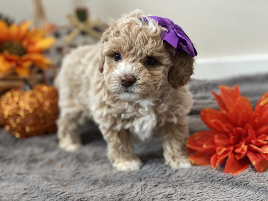 Micro_Goldendoodles-Teacup_Doodle_Dogs-Goldendoodle-Doodle_Dog-Golden_Doodles-Goldendoodle_for_sale-Goldendoodle_puppies_for_sale-Teacup_goldendoodle-goldendoodle_puppies-teacup_goldendoodle-teacup_golden_doodle_puppies-teacup_goldendoodle_size-f1bb_goldendoodle-22
