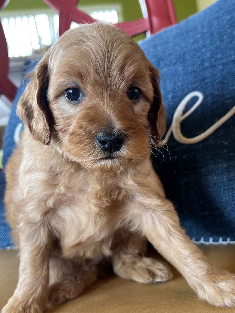 Jovi - Teacup Goldendoodle Boy - Precious Doodle Dogs