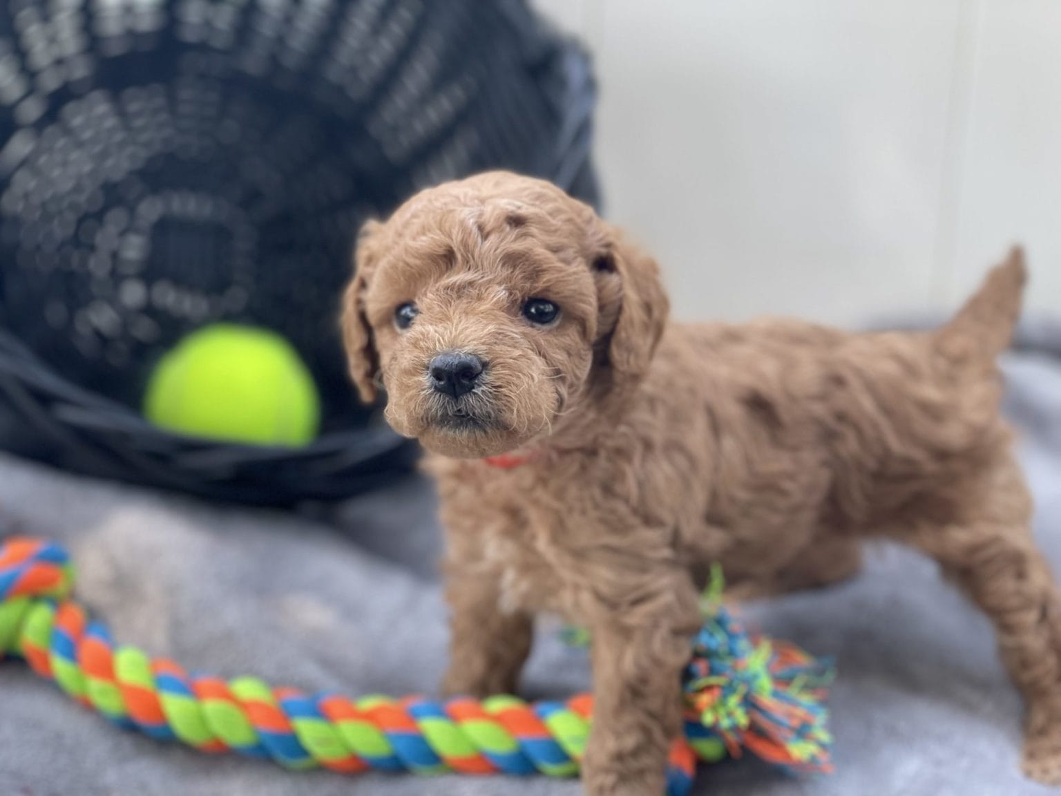 Maui - Micro Goldendoodle Boy - 5 to 10 lbs nonshed