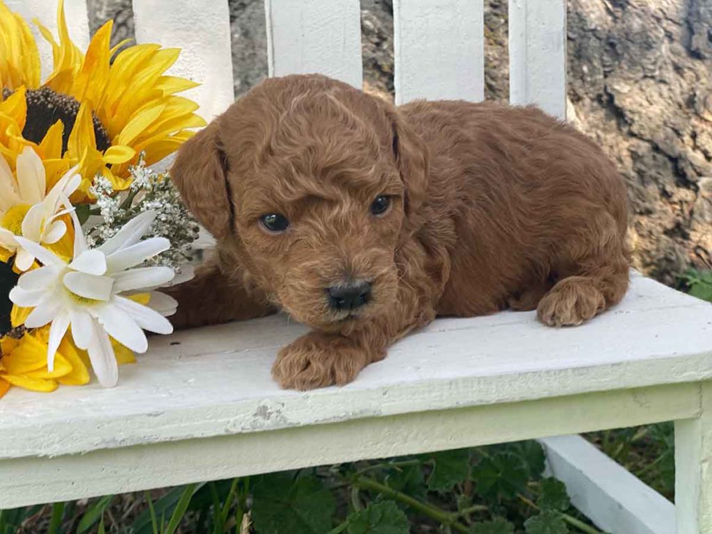 Maui-Micro_Goldendoodle_puppies_for_sale-Precious_Doodle_Dogs-3