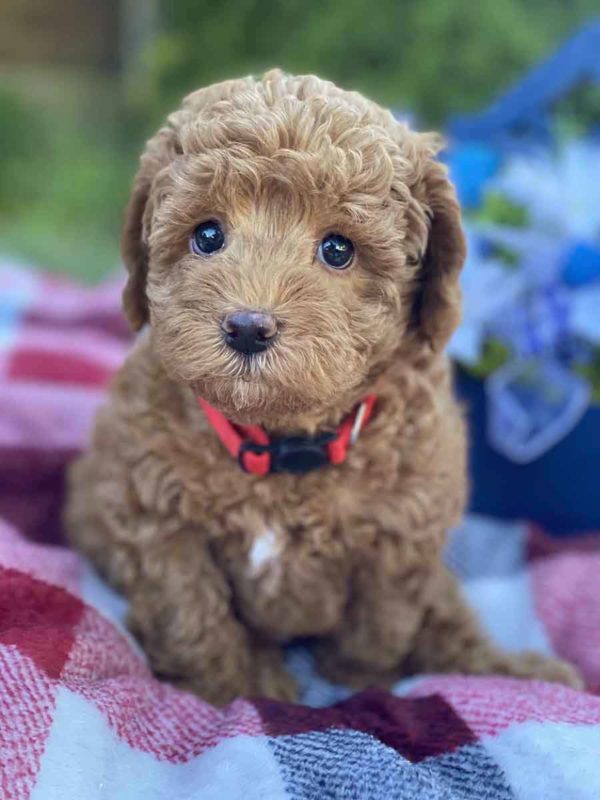 red collar boy, precious doodle dogs, Labradoodle puppies for sale, Teacup Labradoodle, Mini Labradoodle puppies for sale, Miniature labradoodle puppies for sale near me, Labradoodle, labradooodle for sale, labradoodle puppy, Mini doodle dogs, doodle dog, hypoallergenic dogs