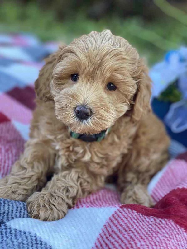 Labradoodle puppies for sale, Teacup Labradoodle, Mini Labradoodle puppies for sale, Miniature labradoodle puppies for sale near me, Labradoodle, labradooodle for sale, labradoodle puppy, Mini doodle dogs, doodle dog, hypoallergenic dogs