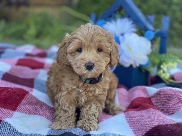 Mikey, Labradoodle puppies for sale, Teacup Labradoodle, Mini Labradoodle puppies for sale, Miniature labradoodle puppies for sale near me, Labradoodle, labradooodle for sale, labradoodle puppy, Mini doodle dogs, doodle dog, hypoallergenic dogs