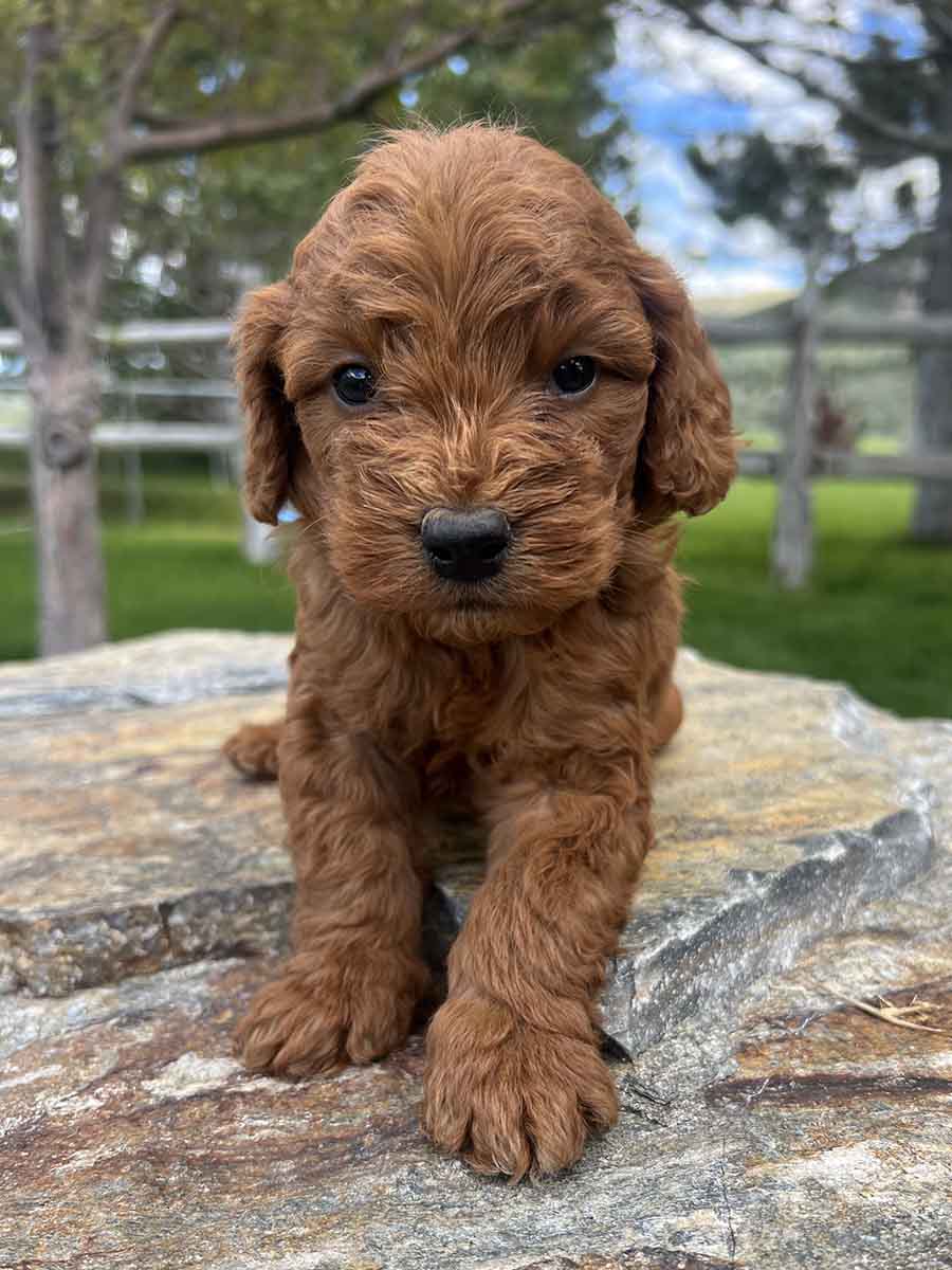 Zeus - Mini Goldendoodle Boy - 15-35lbs