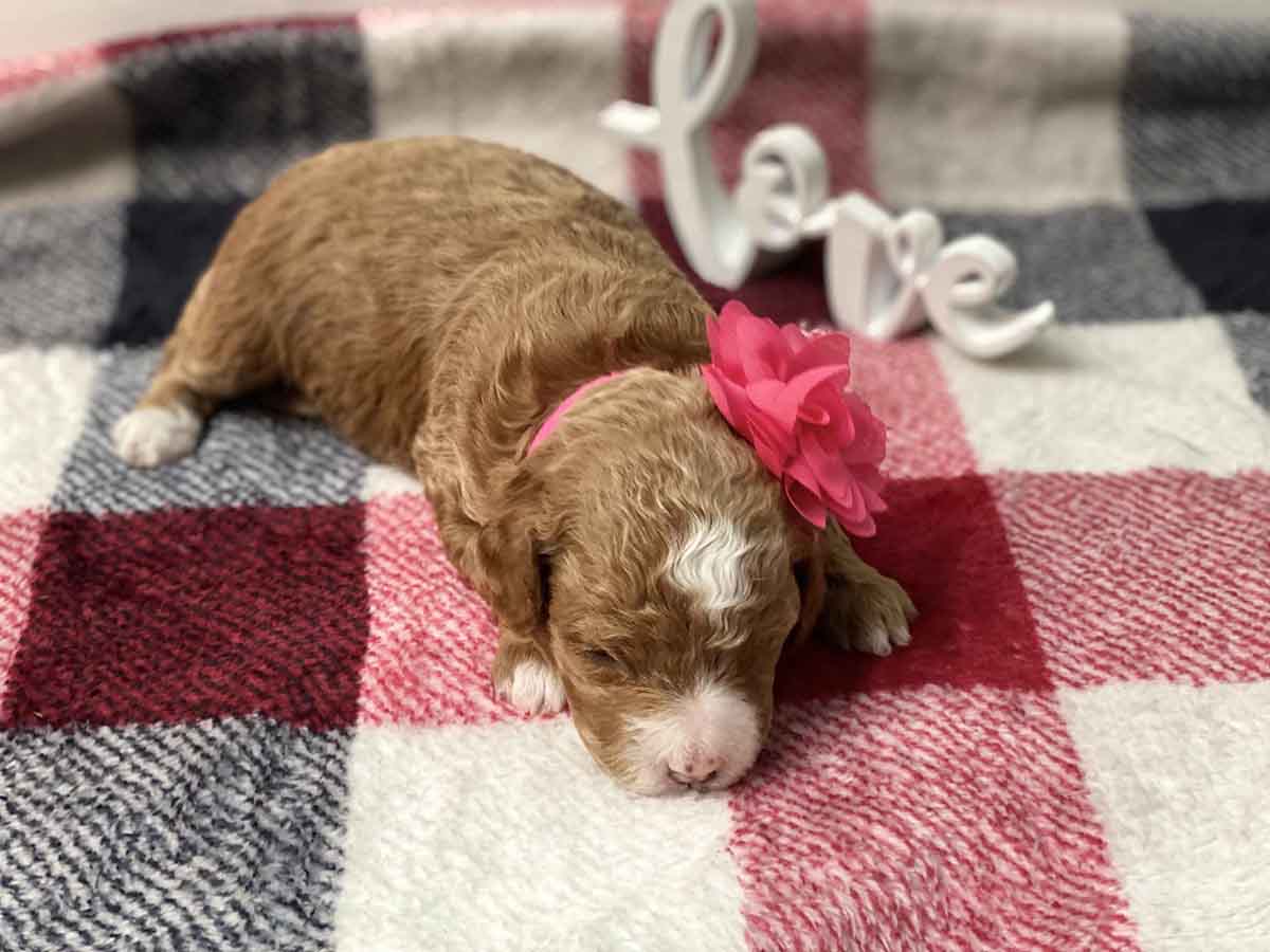 Sage - Teacup Goldendoodle Girl - Image 5