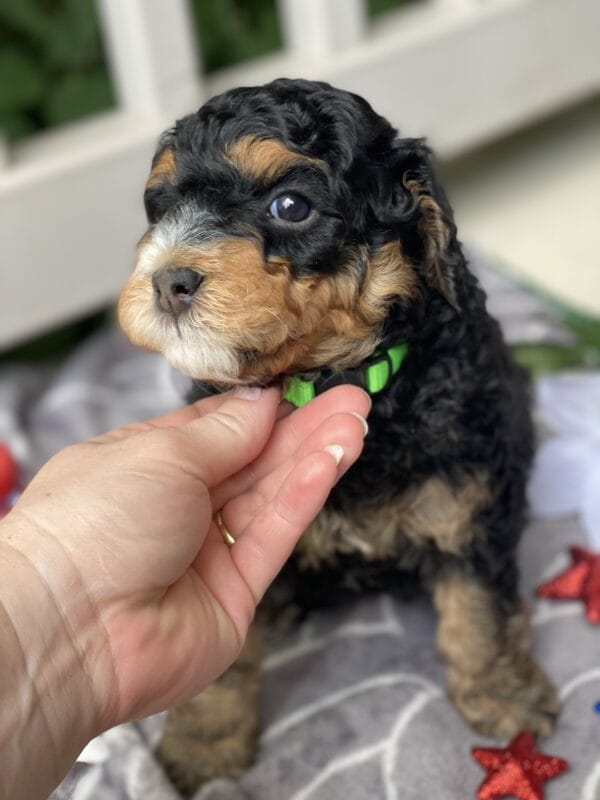 Hawkeye - Teacup Bernedoodle Boy - Precious Doodle Dogs - Goldendoodles ...