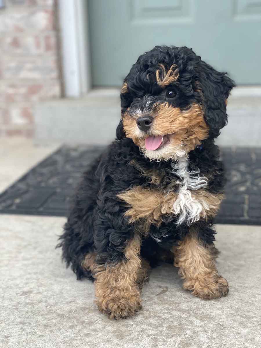 Radar - Teacup Bernedoodle Boy - Precious Doodle Dogs - Goldendoodles ...