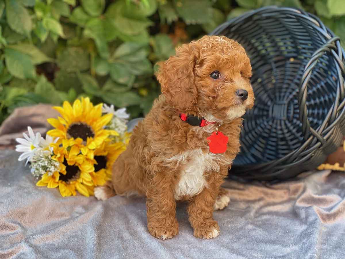 Ace Teacup Cavapoo Boy 715lb Cavapoo puppies for sale