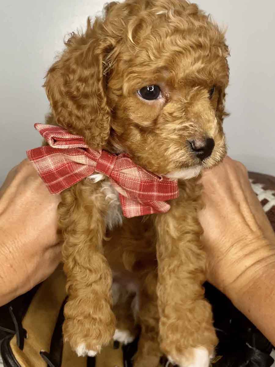 Ace Teacup Cavapoo Boy 715lb Cavapoo puppies for sale