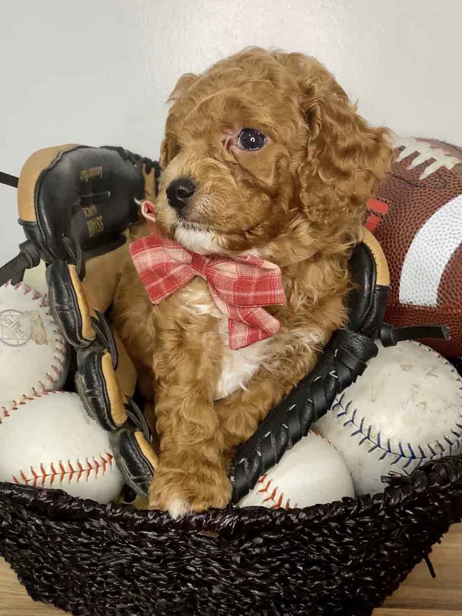 Ace Teacup Cavapoo Boy 715lb Cavapoo puppies for sale