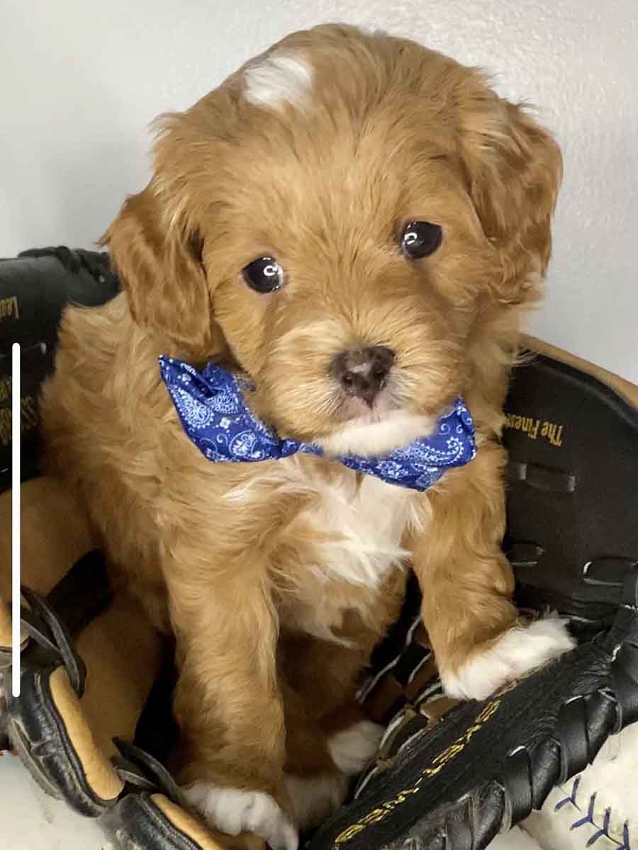 Bravo Teacup Cavapoo Boy 715lb Cavapoo puppies for sale