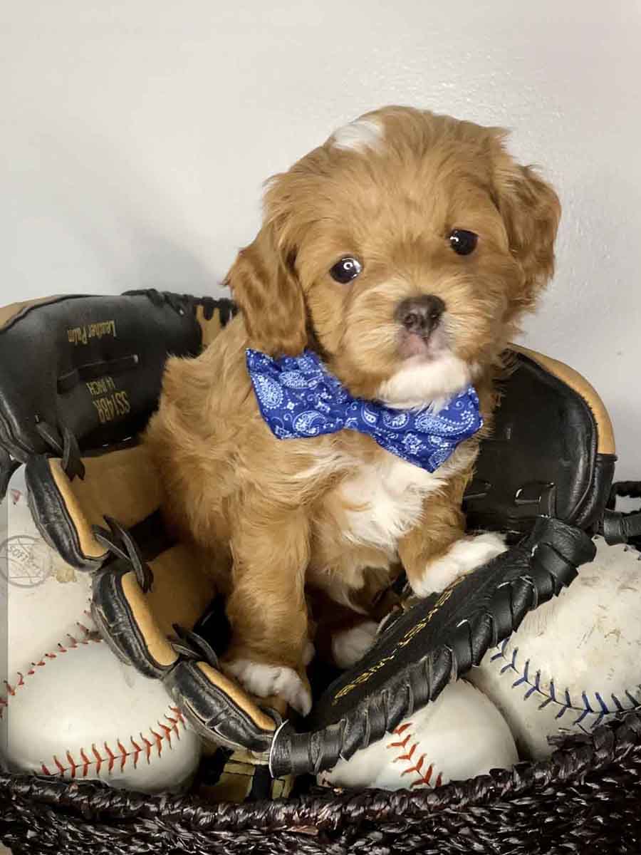 Bravo Teacup Cavapoo Boy 715lb Cavapoo puppies for sale