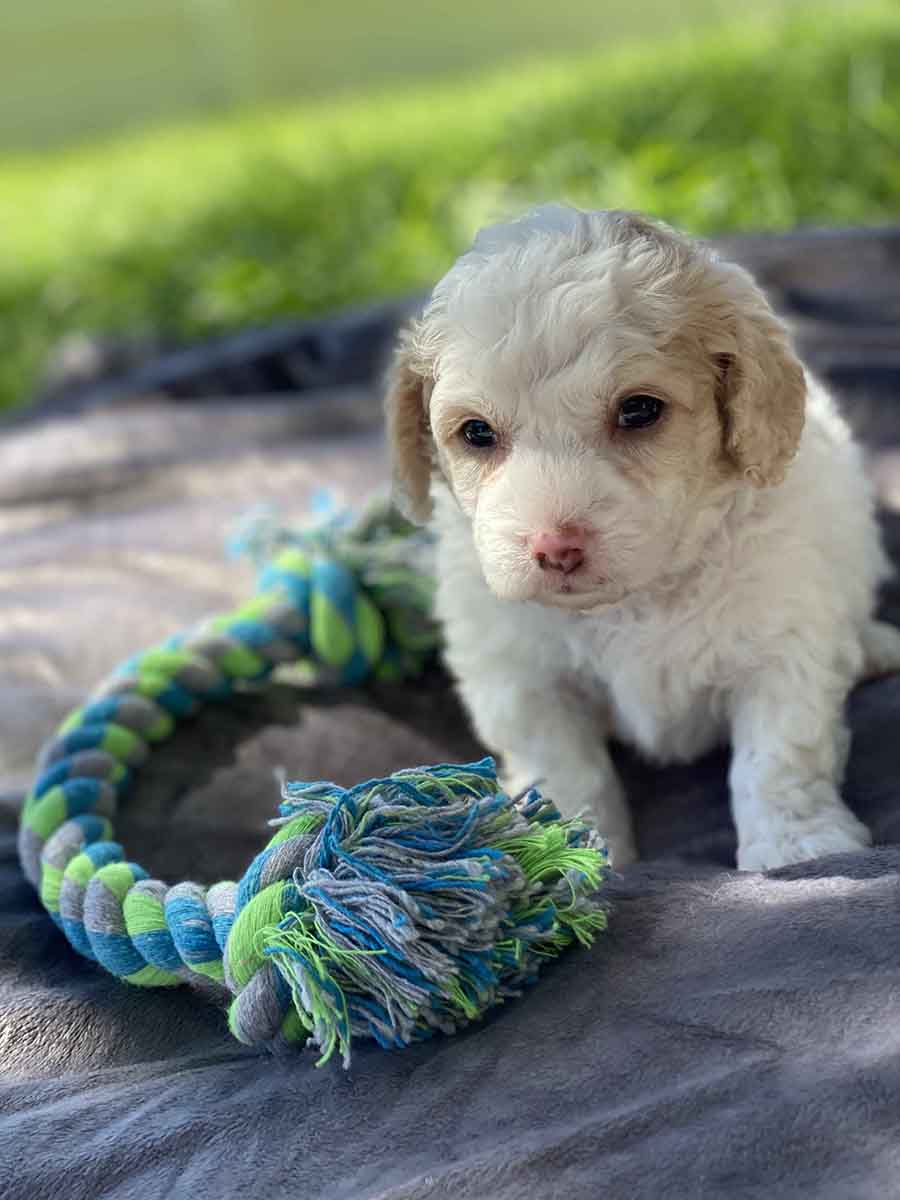 Bucky - Teacup Goldendoodle Boy - Image 5