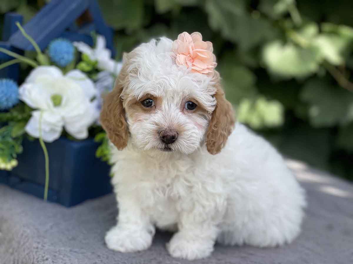 Ginny - Teacup Goldendoodle Girl - Image 10