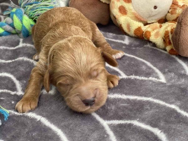 TEACUP GOLDENDOODLE PUPPIES, Precious Doodle Dogs, Teacup Doodle Dogs, Goldendoodle, Doodle Dog, Golden Doodles, Goldendoodle for sale, Goldendoodle puppies for sale, Miniature goldendoodle, goldendoodle puppies, mini goldendoodle, mini puppies, mini goldendoodle size, Mini Doodle Dogs, f1 goldendoodle, golden retriever poodle, chocolate goldendoodle, small doodles, goldendoodle temperament, goldendoodle colors, goldendoodle price, white goldendoodle, f2 goldendoodle, mini goldendoodle price, mini goldendoodle full grown, f1 mini goldendoodle, f1b goldendoodle, parti goldendoodle, goldendoodles near me, english goldendoodle, australian goldendoodle, red goldendoodle, doodle breeds, brown goldendoodle, goldendoodle cost, adult mini goldendoodle, golden noodle dog, doodle dog breeds, miniature golden doodle, miniature puppies, golden retriever poodle mix, A Star is Born, A star is born goldendoodle, a star is born dog, Bradley Cooper's Dog, Bradley Cooper Dog, Bradley Cooper's Goldendoodle, arizona goldendoodles, goldendoodle training, goldendoodle size, how big do mini goldendoodles get, goldendoodle full grown, baby goldendoodle, goldendoodle houston, golden doodles for sale, adult goldendoodle, apricot goldendoodle, goldendoodle grooming, mini golden doodles, goldendoodle shedding, f2b goldendoodle, goldendoodle hypoallergenic, goldendoodle names, english cream goldendoodle, golden retriever and poodle mix, mini goldendoodle puppies, micro goldendoodle, mini goldendoodle puppies for sale, miniature goldendoodle for sale, goldendoodle puppies for adoption, teddy bear goldendoodle, mini goldendoodle rescue, medium goldendoodle, black goldendoodle, mini goldendoodle for sale near me, goldendoodle puppies for sale near me, mini doodle, doodle puppies, mini goldendoodle for sale, goldendoodle breeders near me, miniature goldendoodle for sale near me, toy goldendoodle, petite goldendoodle, golden doodle dog, miniature goldendoodle puppies, mini goldendoodle puppies for sale near me, goldendoodles for sale near me, mini goldedoodle breeders, goldendoodle adoption, f1b mini goldendoodle, small goldendoodle, teacup goldendoodle, goldendoodle puppies near me, goldendoodle breeders, how to groom a goldendoodle, great doodle puppies, golden doodle mix, goldendoodle tampa, goldendoodle facts, white doodle dog, white goldendoodle puppy, mini goldendoodle maryland, country mini doodles, goldendoodle los angeles, toy labradoodle puppies for sale, types of goldendoodles, mini golden retriever puppies, golden goldendoodle, mini golden retriever puppies for sale, miniature australian goldendoodle, goldendoodle sacramento, goldendoodle omaha, labradoodle goldendoodle, f1 medium goldendoodle, BEST goldendoodles, pictures of mini goldendoodles, teacup goldendoodle full grown, micro mini goldendoodle full grown, toy goldendoodle price, goldendoodle chicago, retriever doodle, teacup goldendoodle puppies for sale, cute goldendoodle,