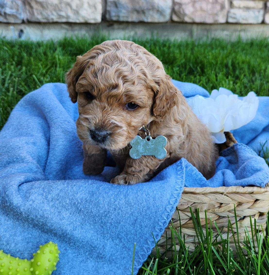 Winston - Toy Labradoodle Boy - Labradoodle puppies for sale