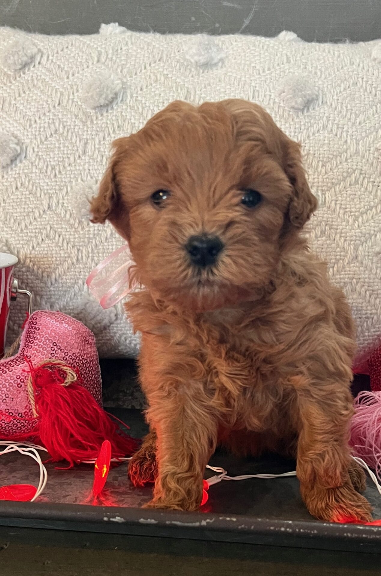 Juliet - Mini Goldendoodle Girl