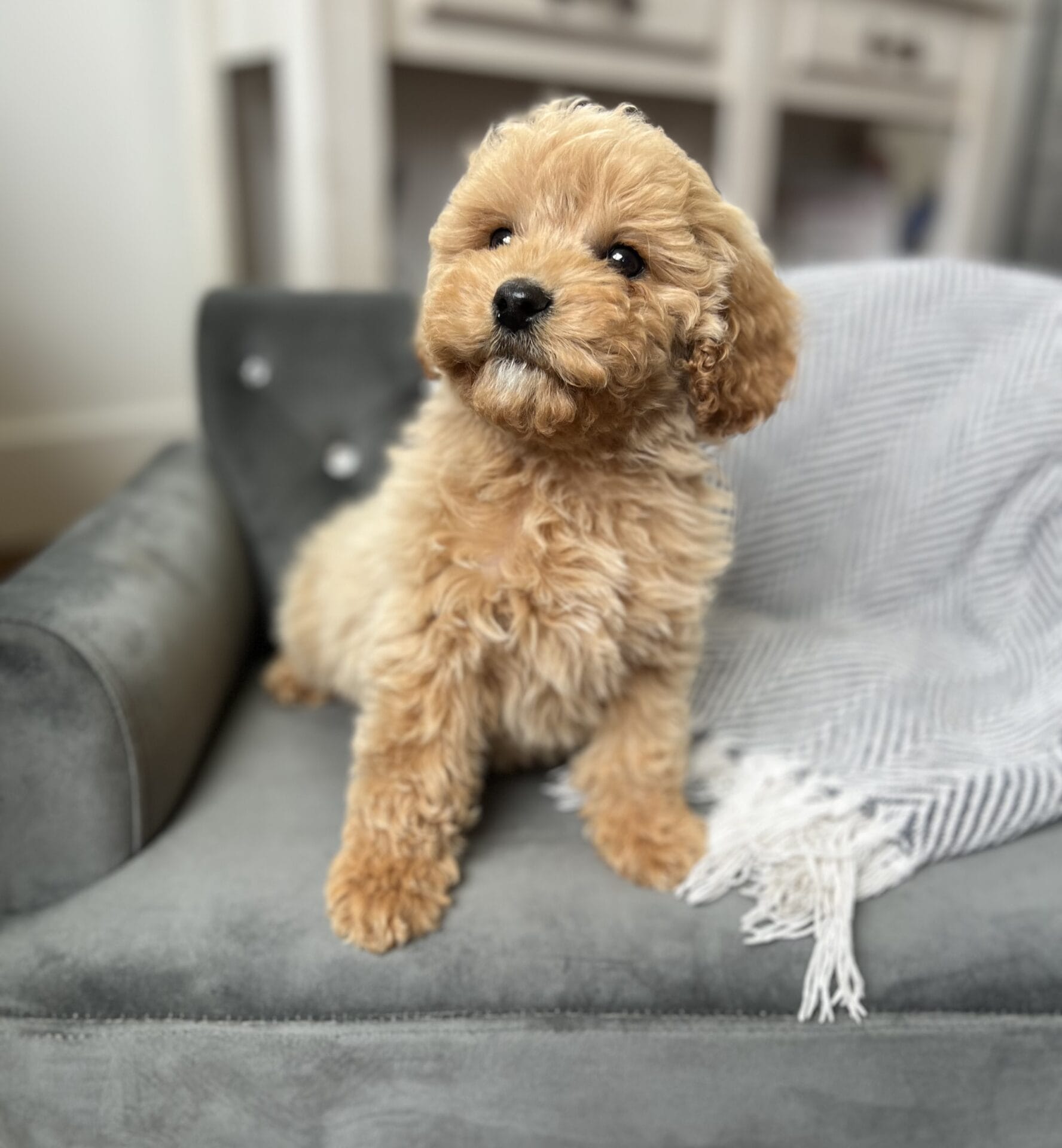 Scout - Teacup Cavapoo Boy - Image 15