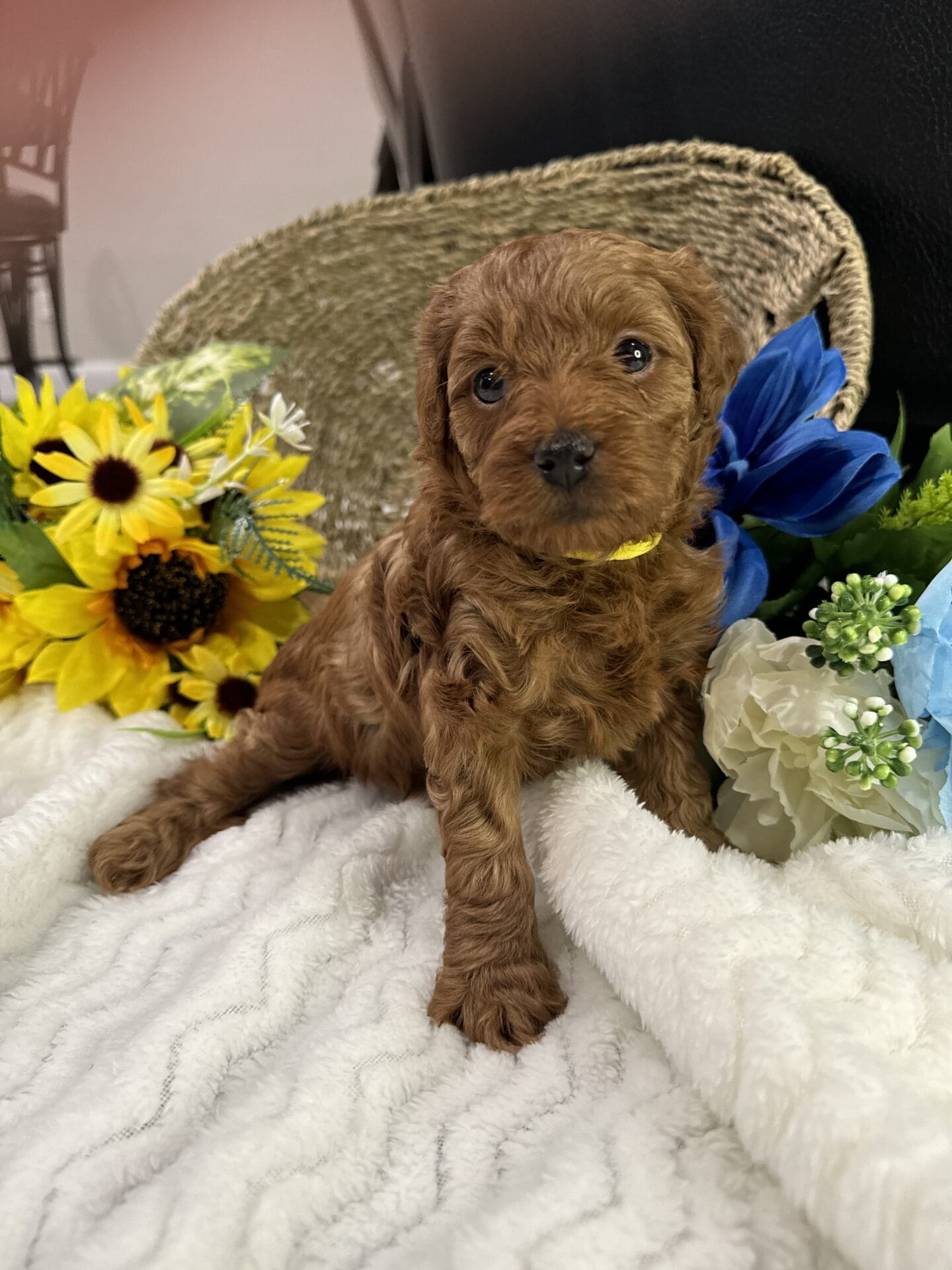 Laramie - Micro Goldendoodle Girl - Image 13