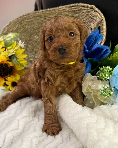 Laramie - Micro Goldendoodle Girl - Image 10