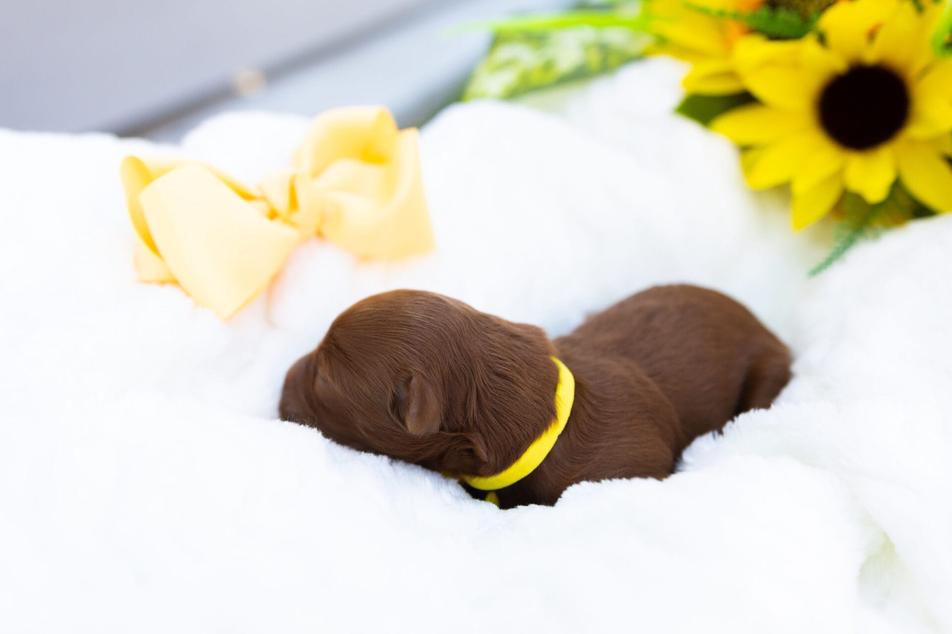 Laramie - Micro Goldendoodle Girl - Image 6