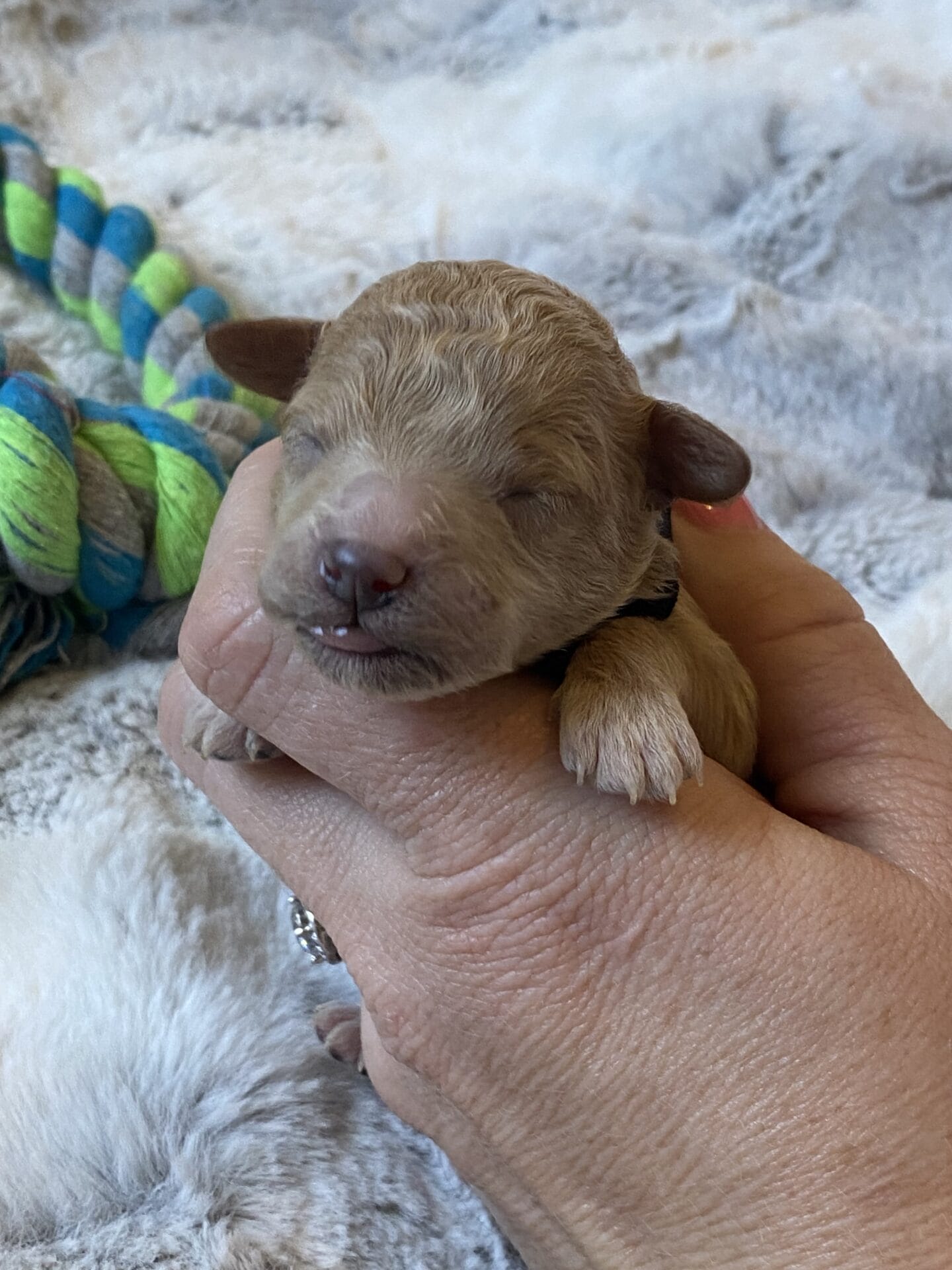 Tator Tot - Micro Goldendoodle Boy