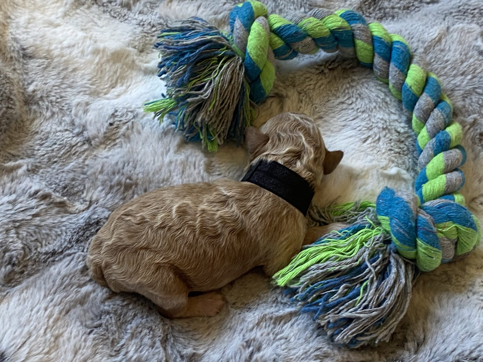 Tator Tot - Micro Goldendoodle Boy - Image 3