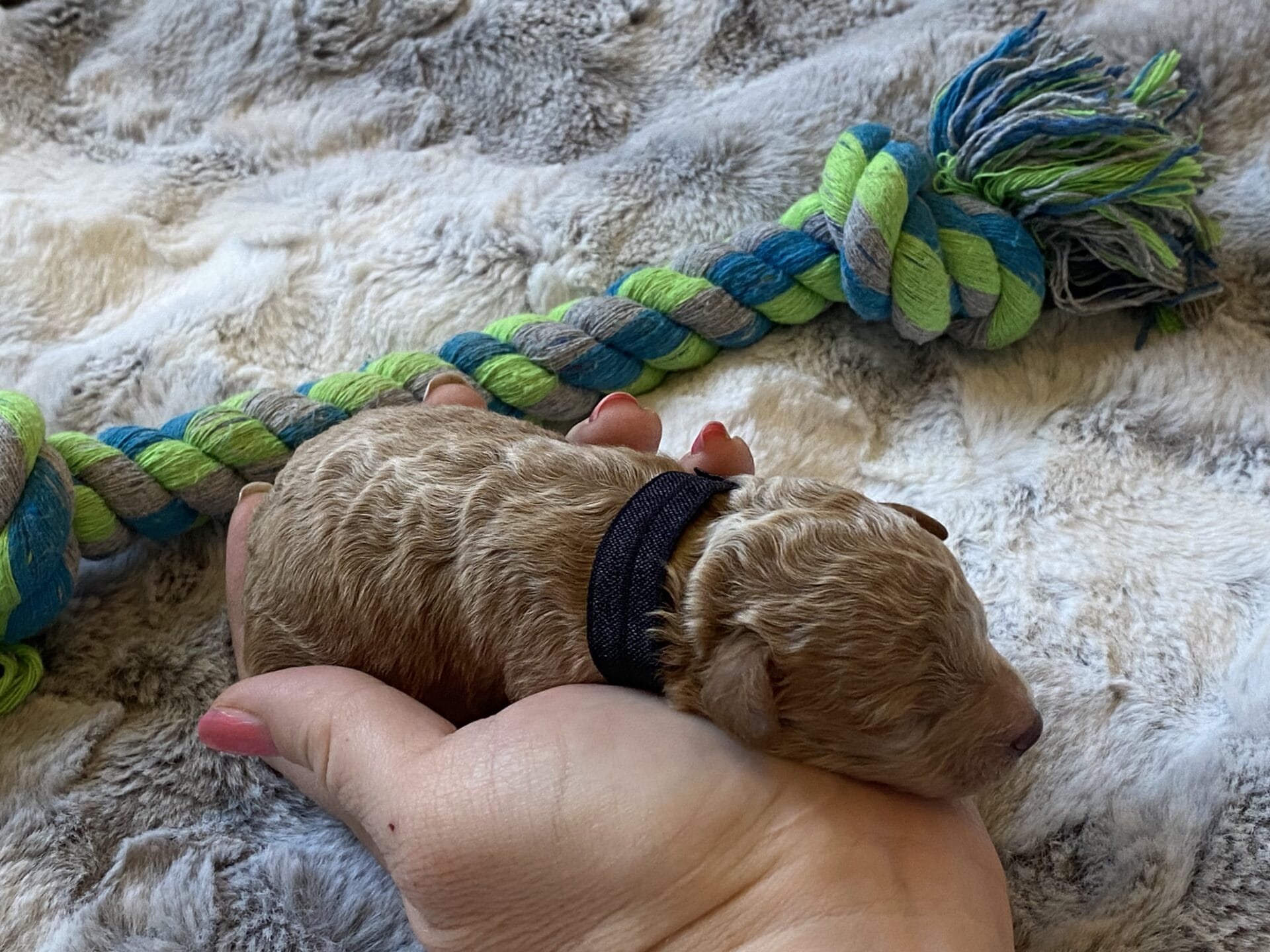 Tator Tot - Micro Goldendoodle Boy - Image 6
