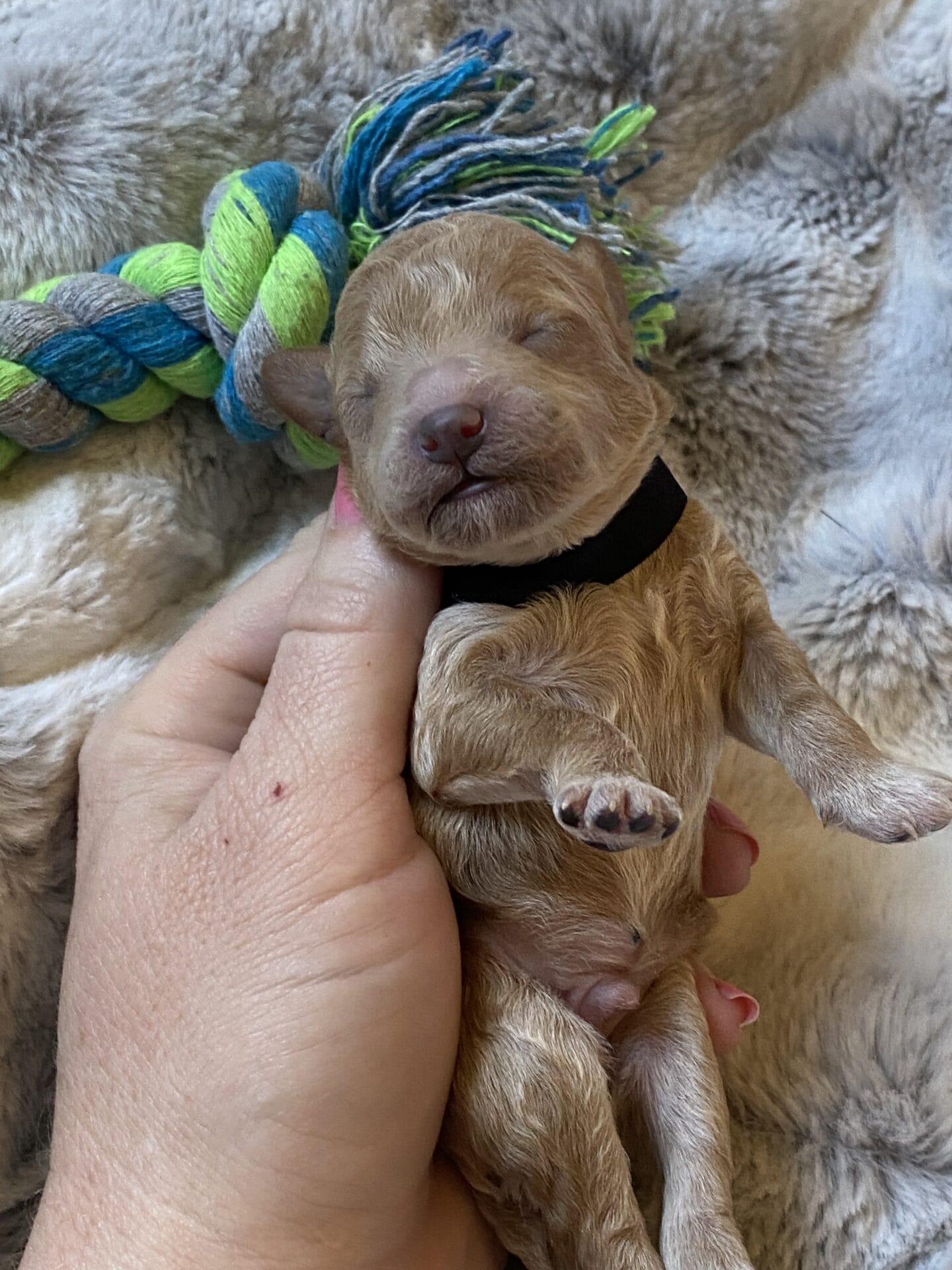 Tator Tot - Micro Goldendoodle Boy - Image 2
