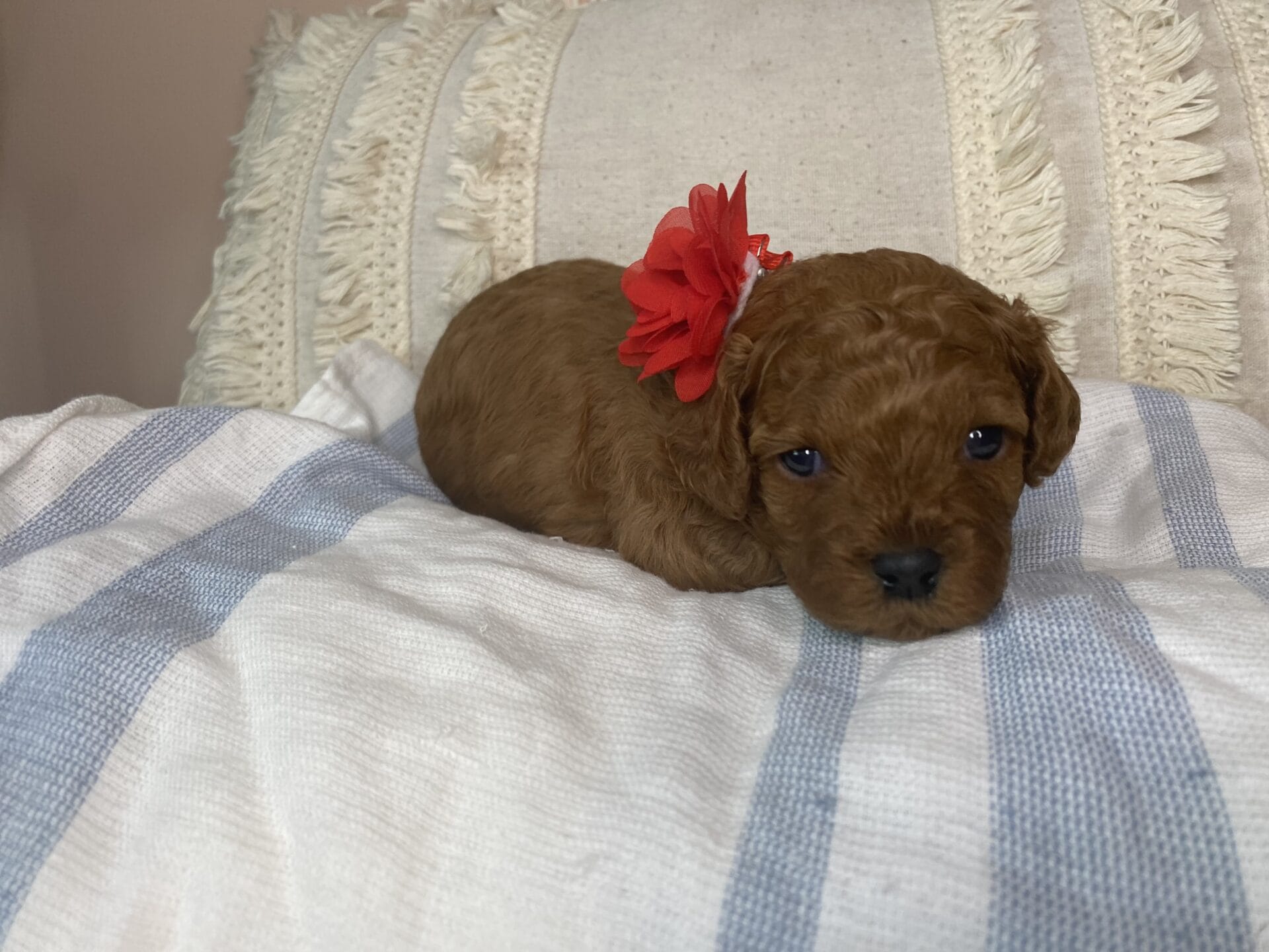 June - Micro Cavapoo Girl - Image 5