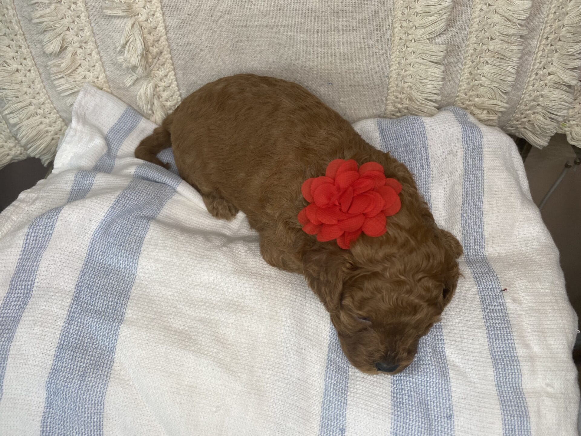 June - Micro Cavapoo Girl - Image 7