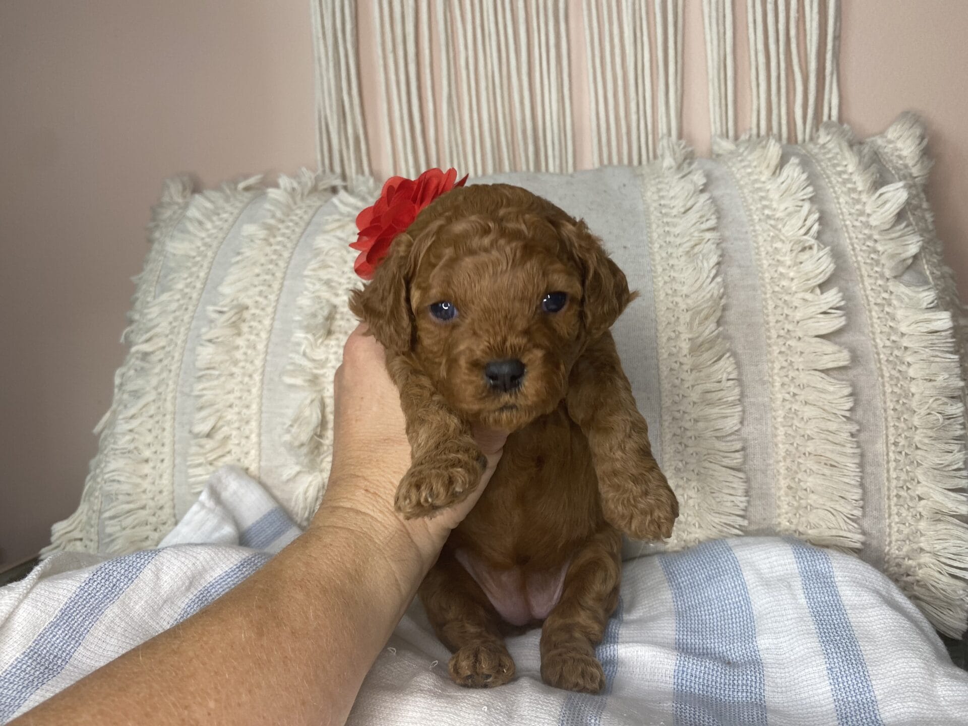 June - Micro Cavapoo Girl - Image 8