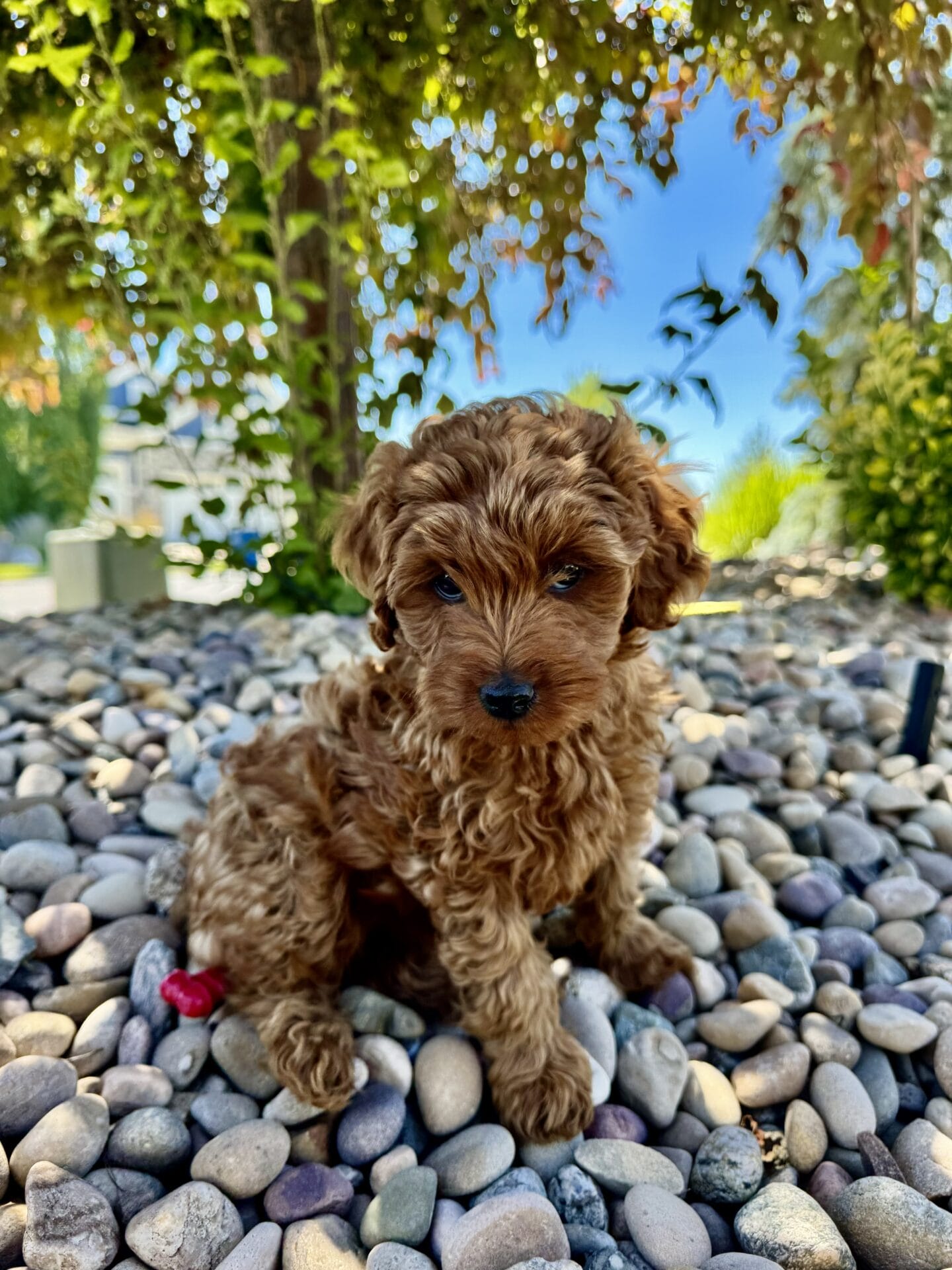 Laramie - Micro Goldendoodle Girl