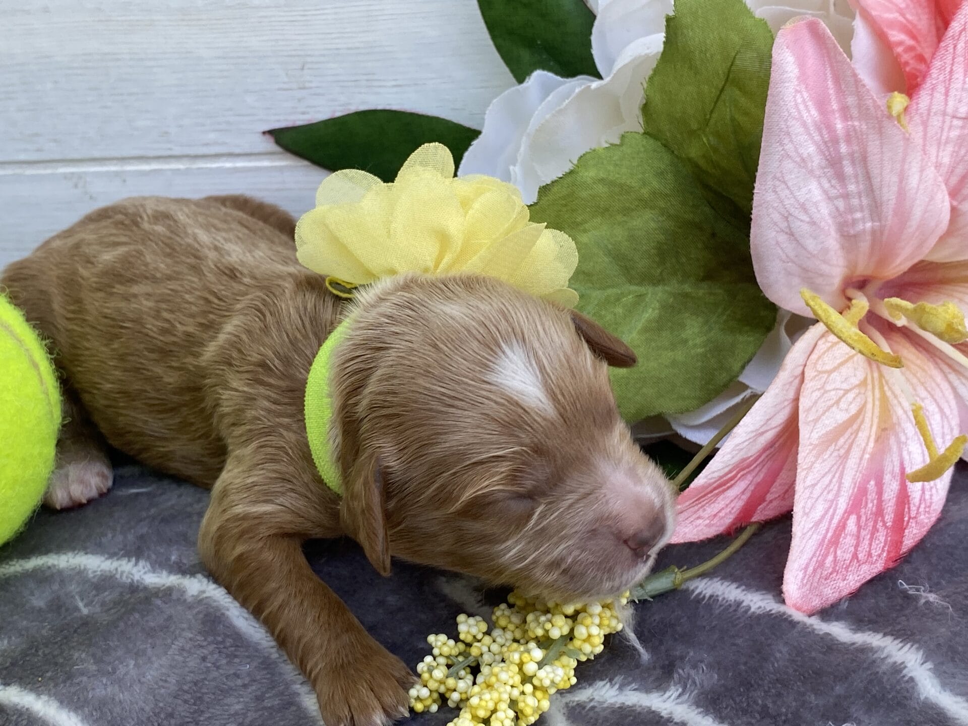 Kindle - Teacup Goldendoodle Girl - Image 3