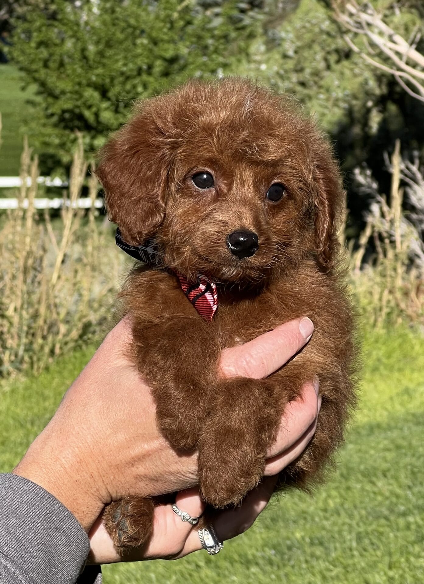 Fred - Teacup Goldendoodle Boy - Image 12