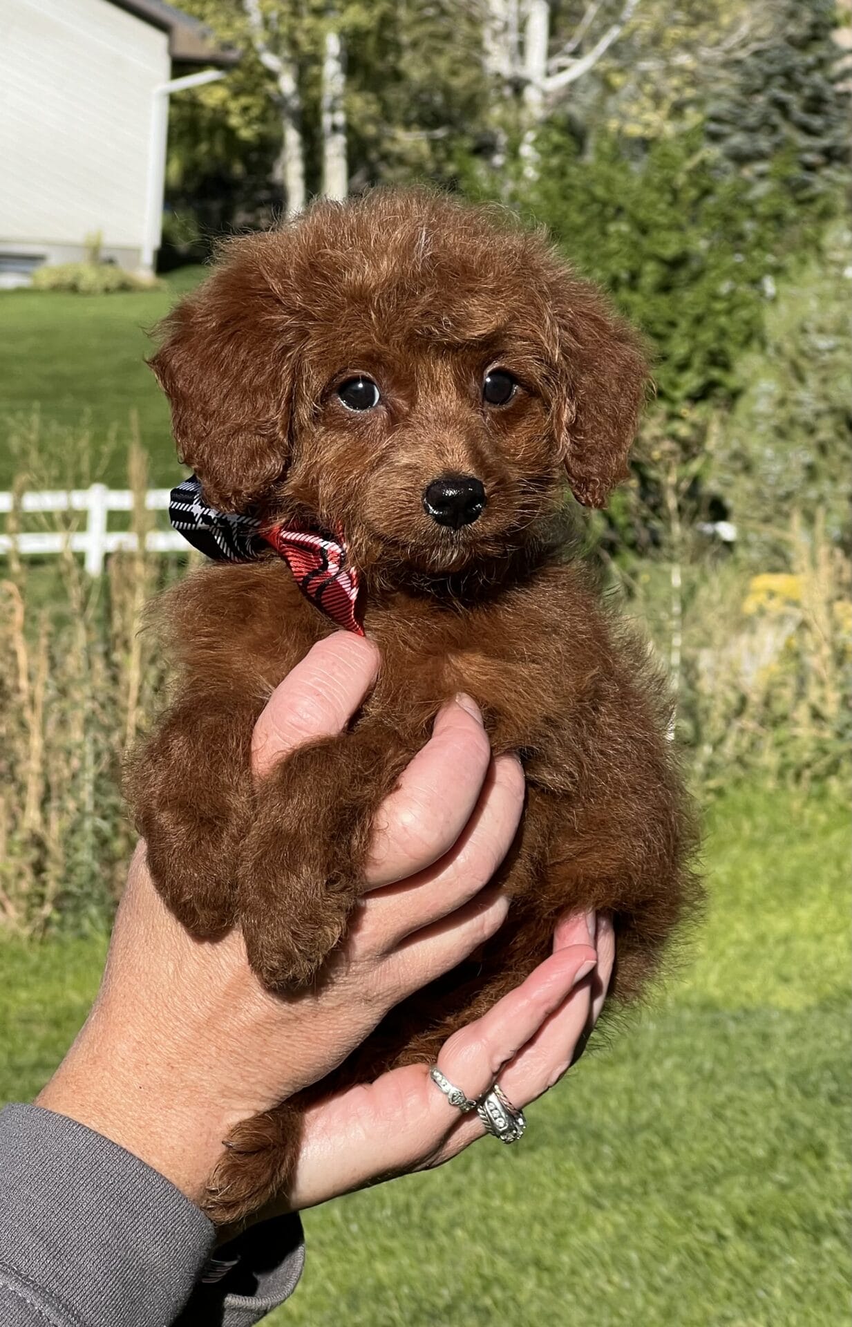 Fred - Teacup Goldendoodle Boy