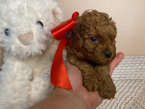 June - Micro Cavapoo Girl - Image 12