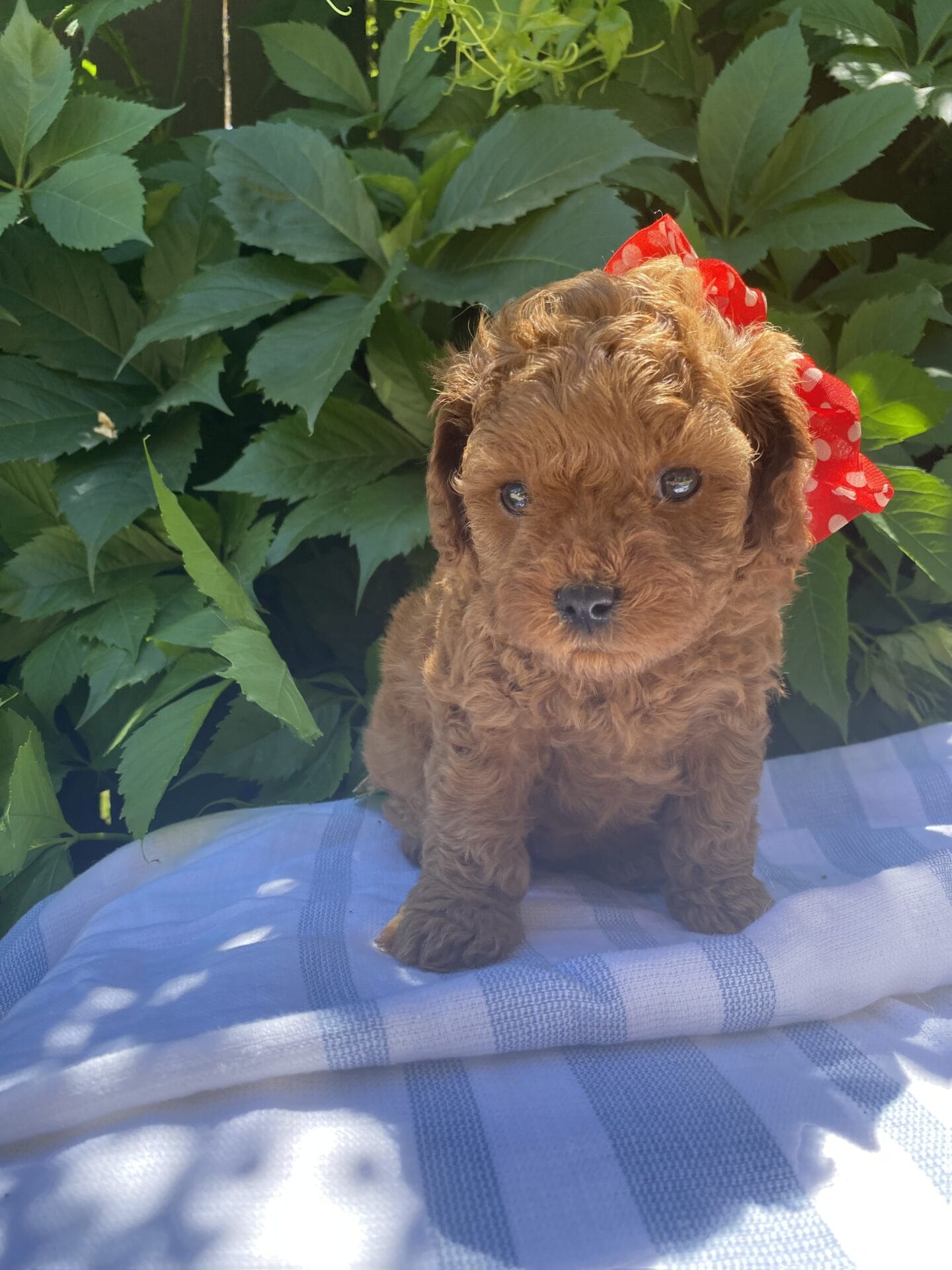 June - Micro Cavapoo Girl - Image 17