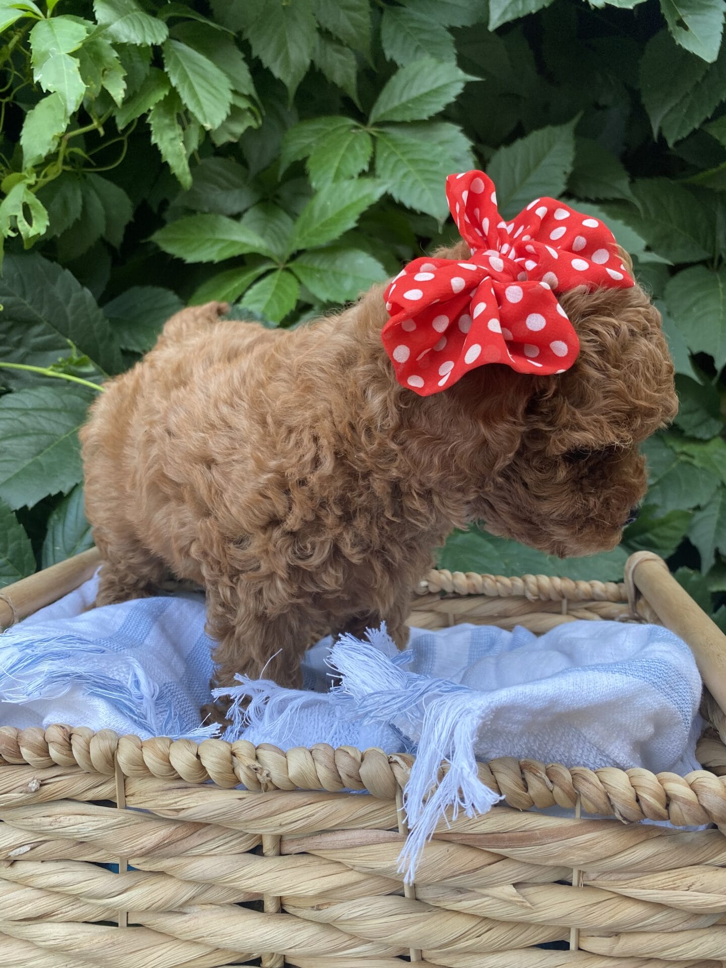 June - Micro Cavapoo Girl - Image 20