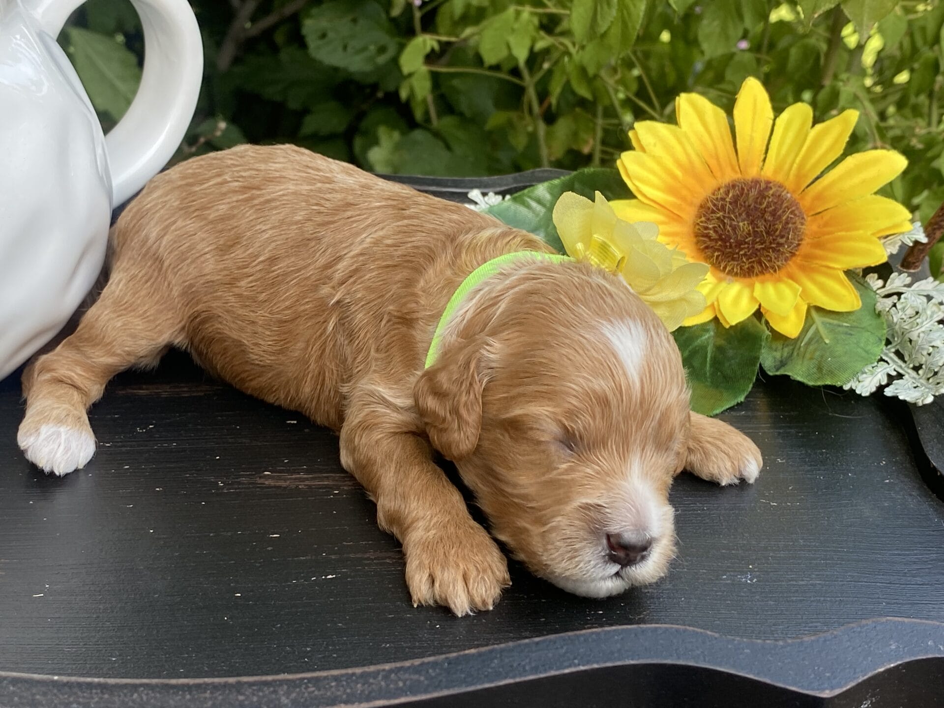 Kindle - Teacup Goldendoodle Girl - Image 10