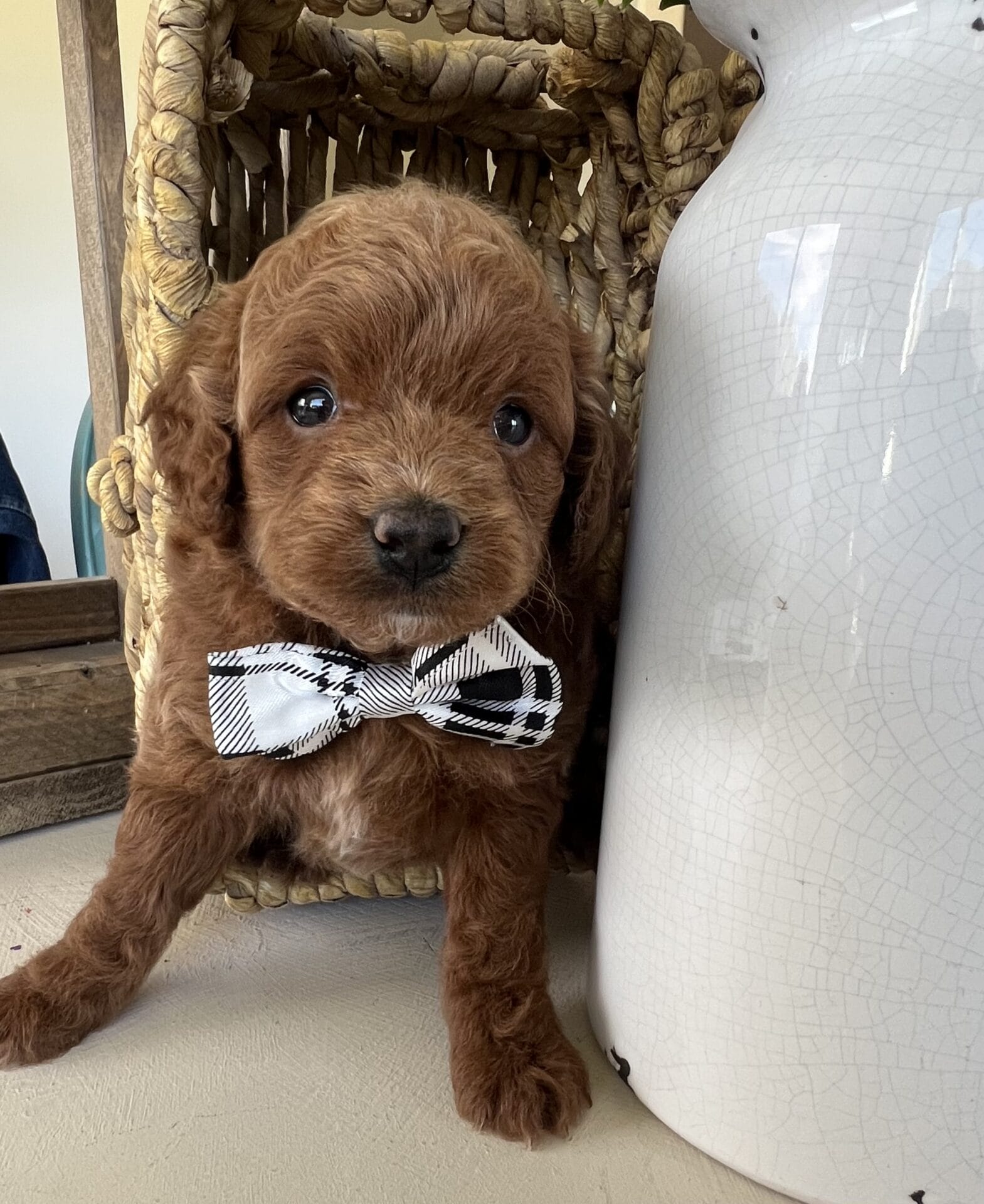 Fred - Teacup Goldendoodle Boy - Image 3