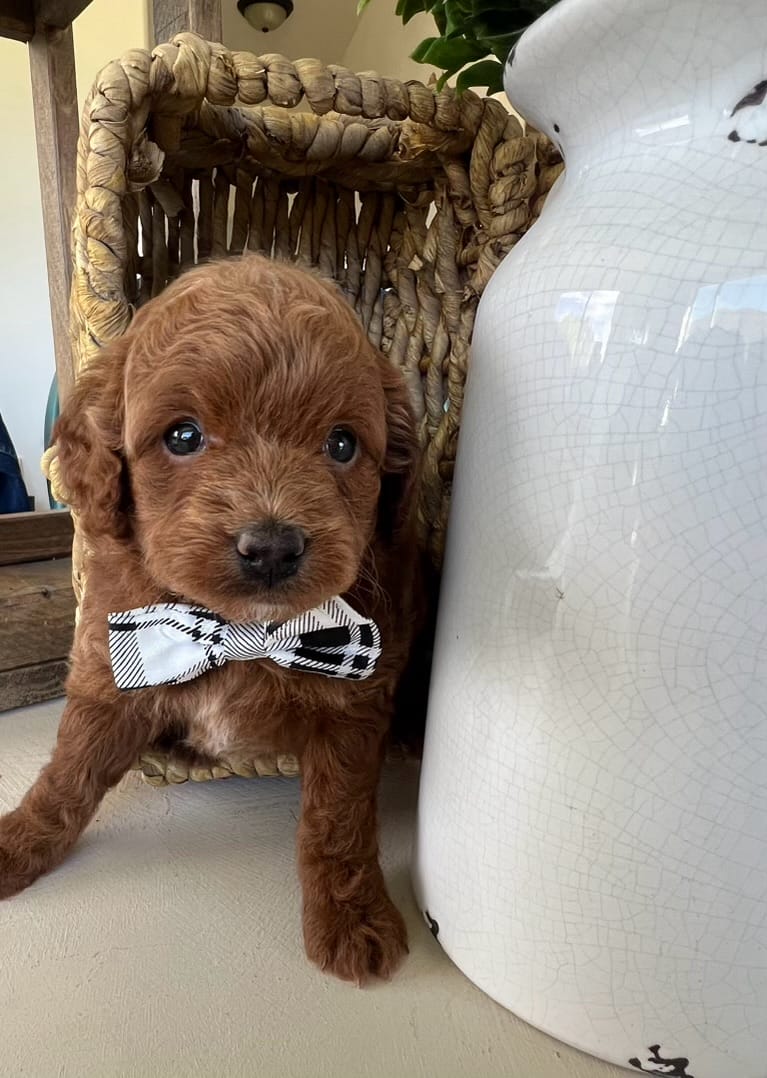 Fred - Teacup Goldendoodle Boy - Image 4