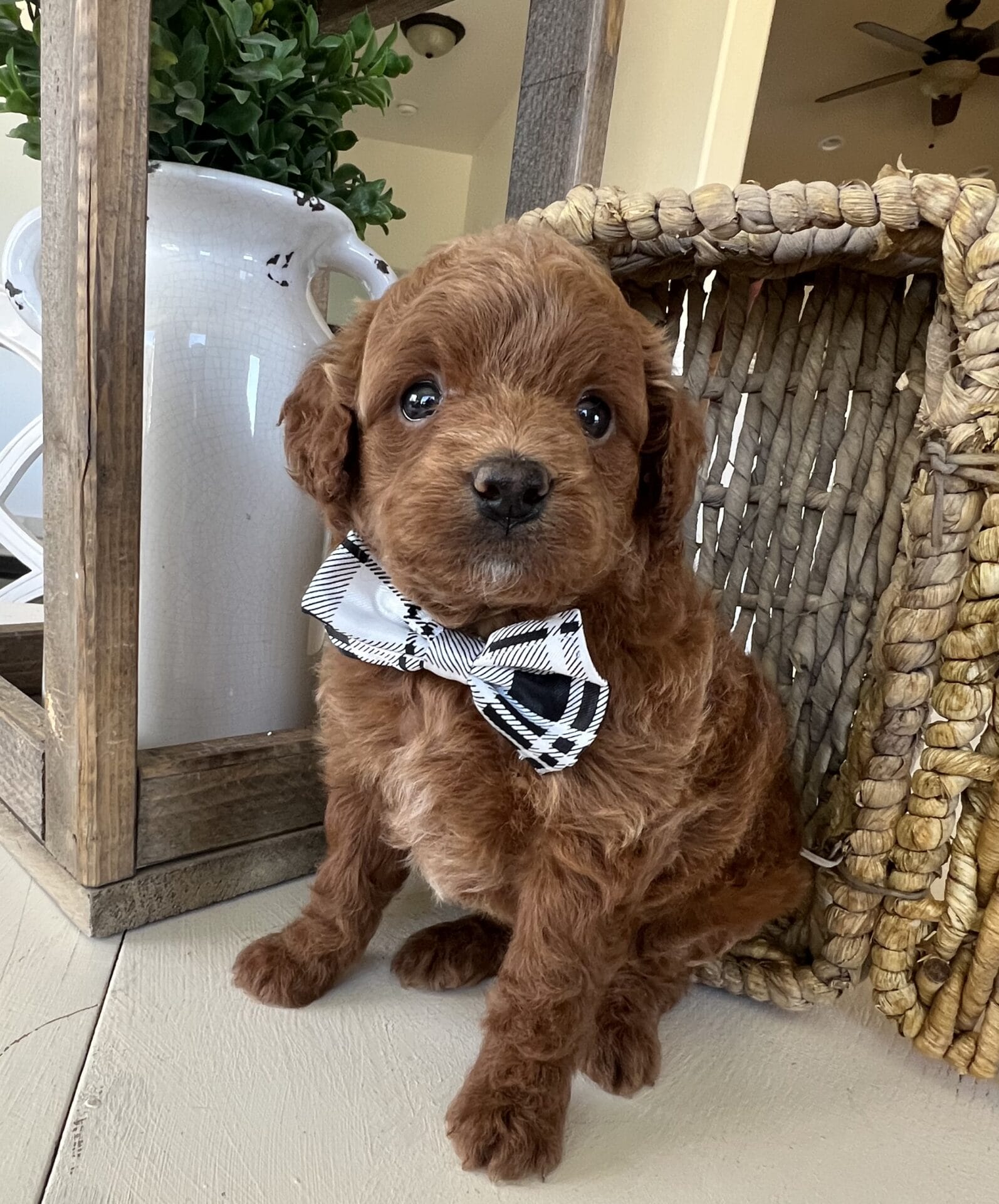Fred - Teacup Goldendoodle Boy - Image 5