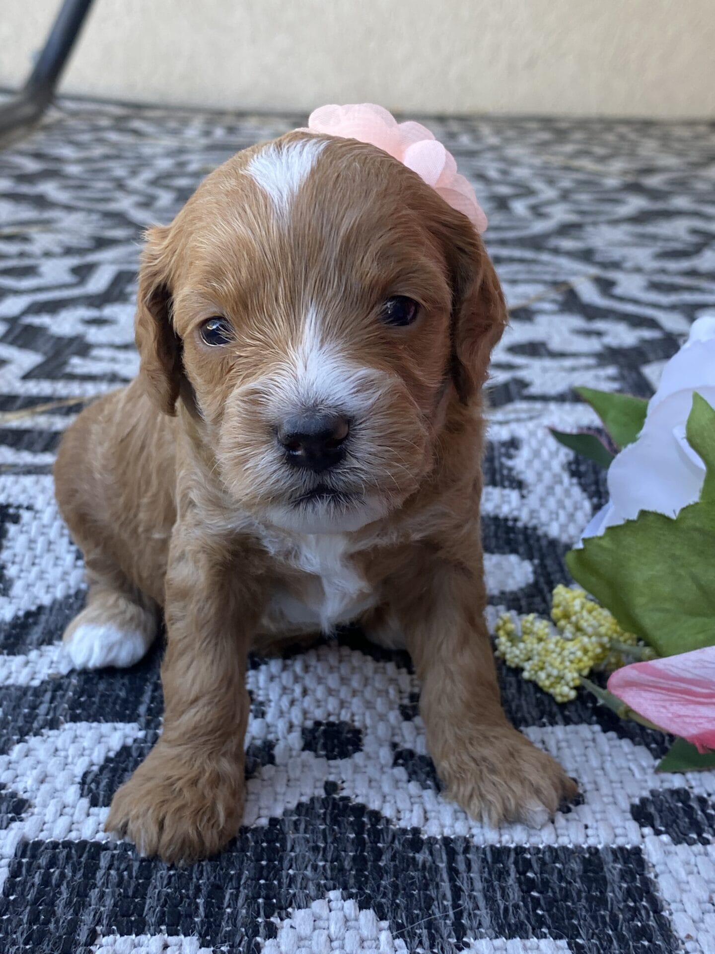 Kindle - Teacup Goldendoodle Girl - Image 15