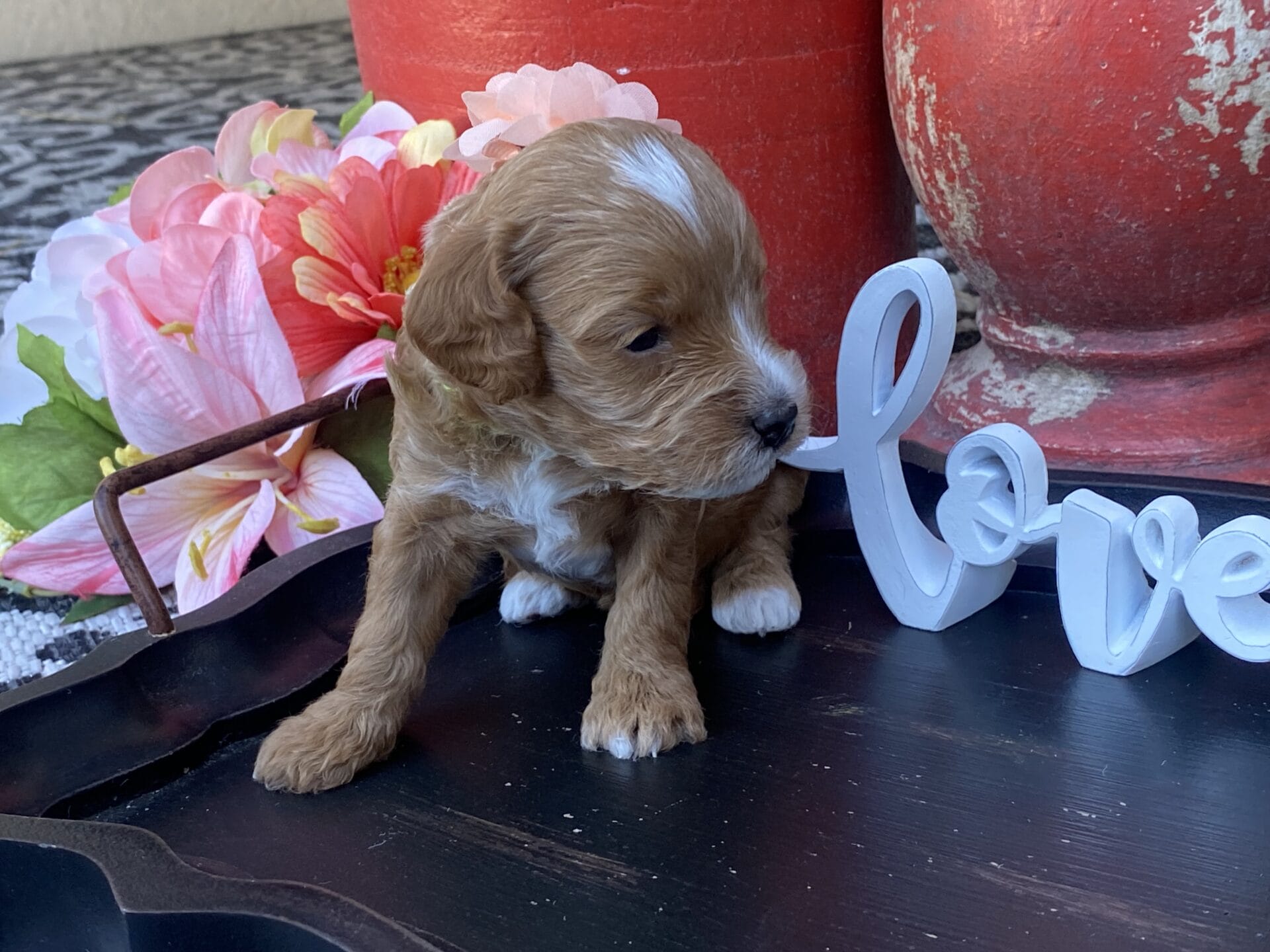 Kindle - Teacup Goldendoodle Girl - Image 12
