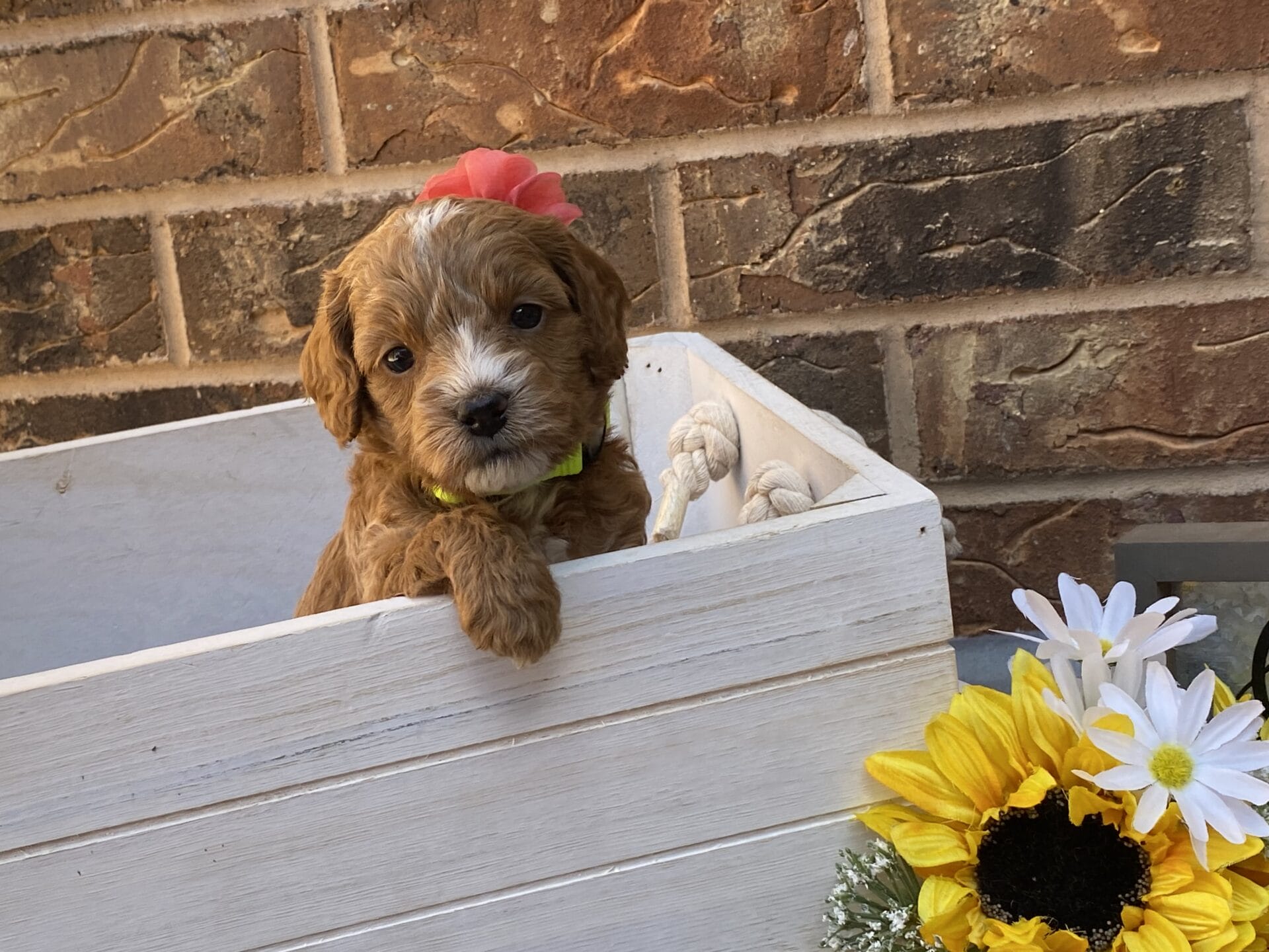 Kindle - Teacup Goldendoodle Girl - Image 22