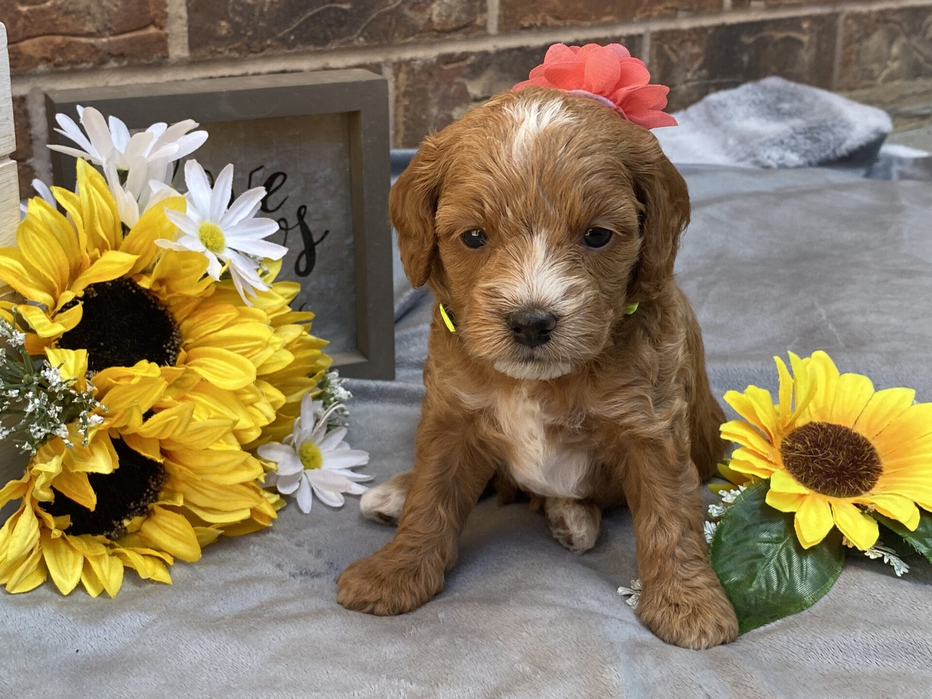 Kindle - Teacup Goldendoodle Girl